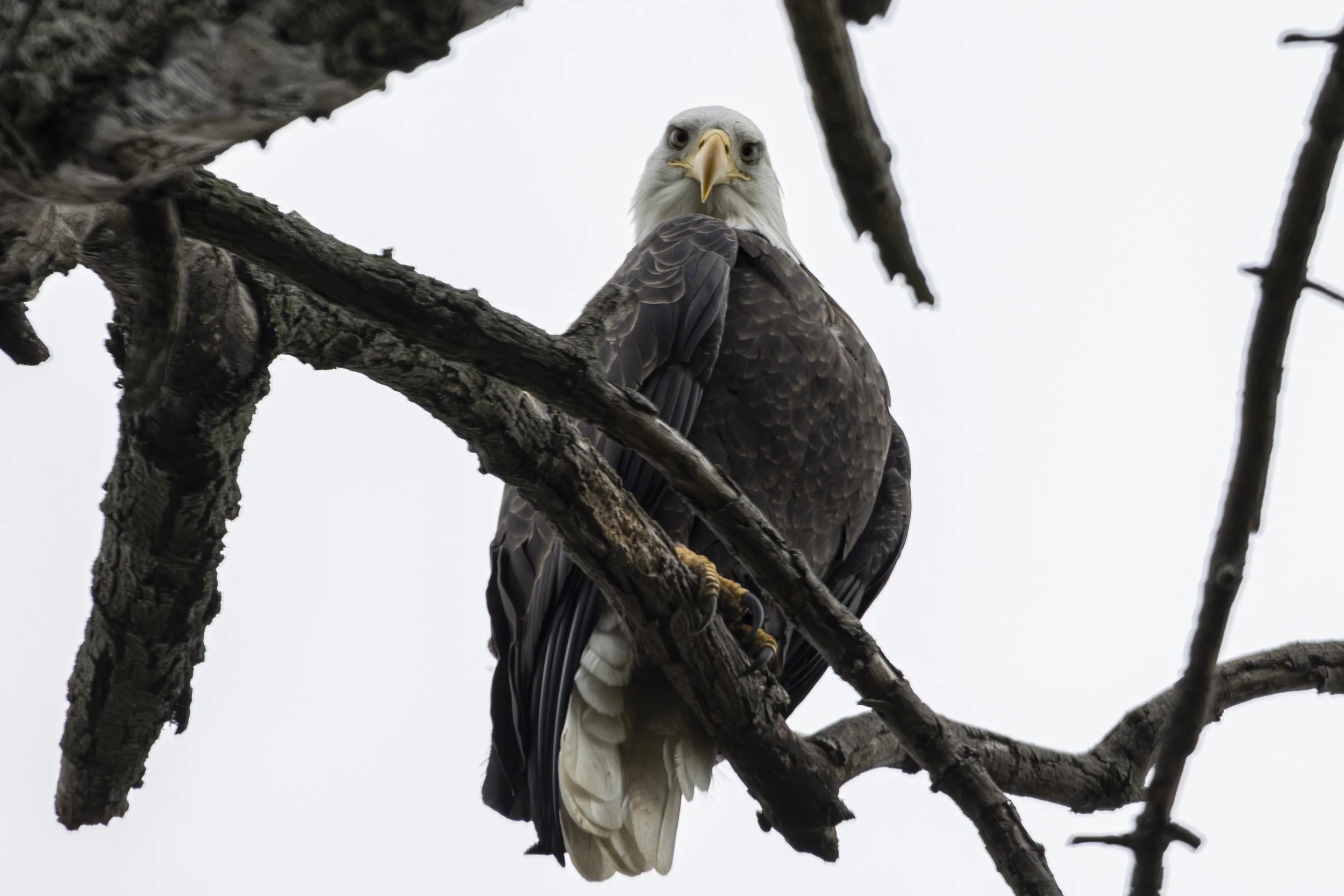 Bald Eagle Mentor-08.jpg
