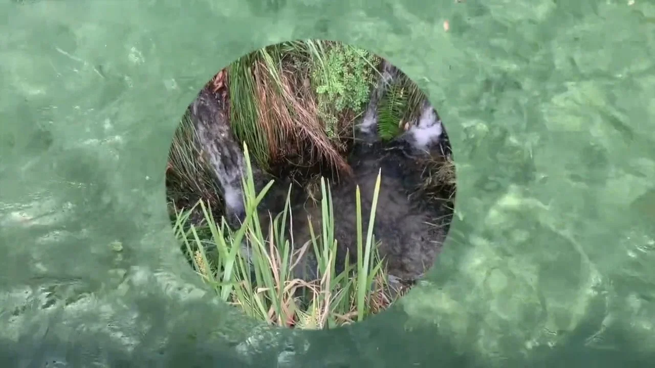 Water.jpg