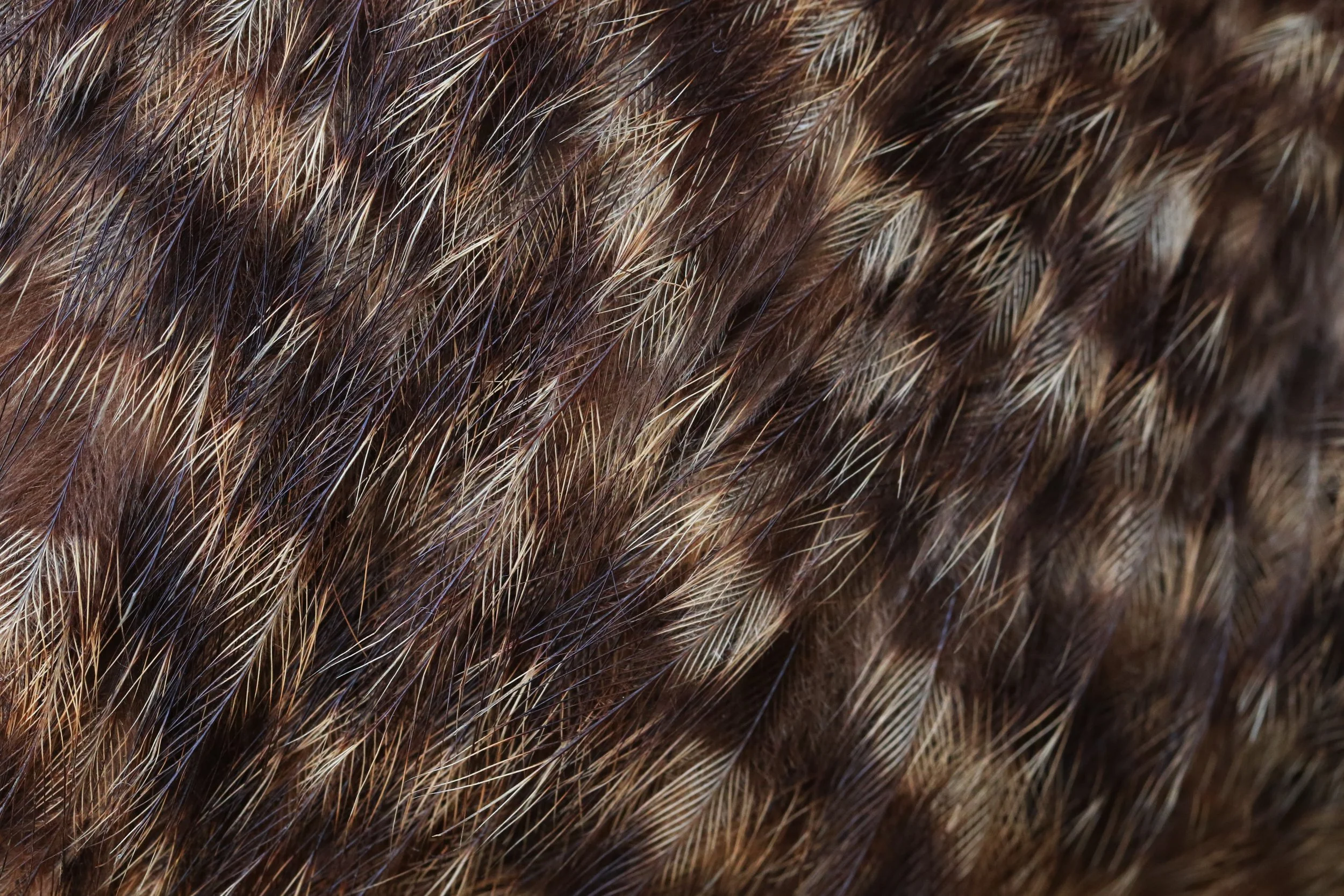 Roroa | Great Spotted Kiwi