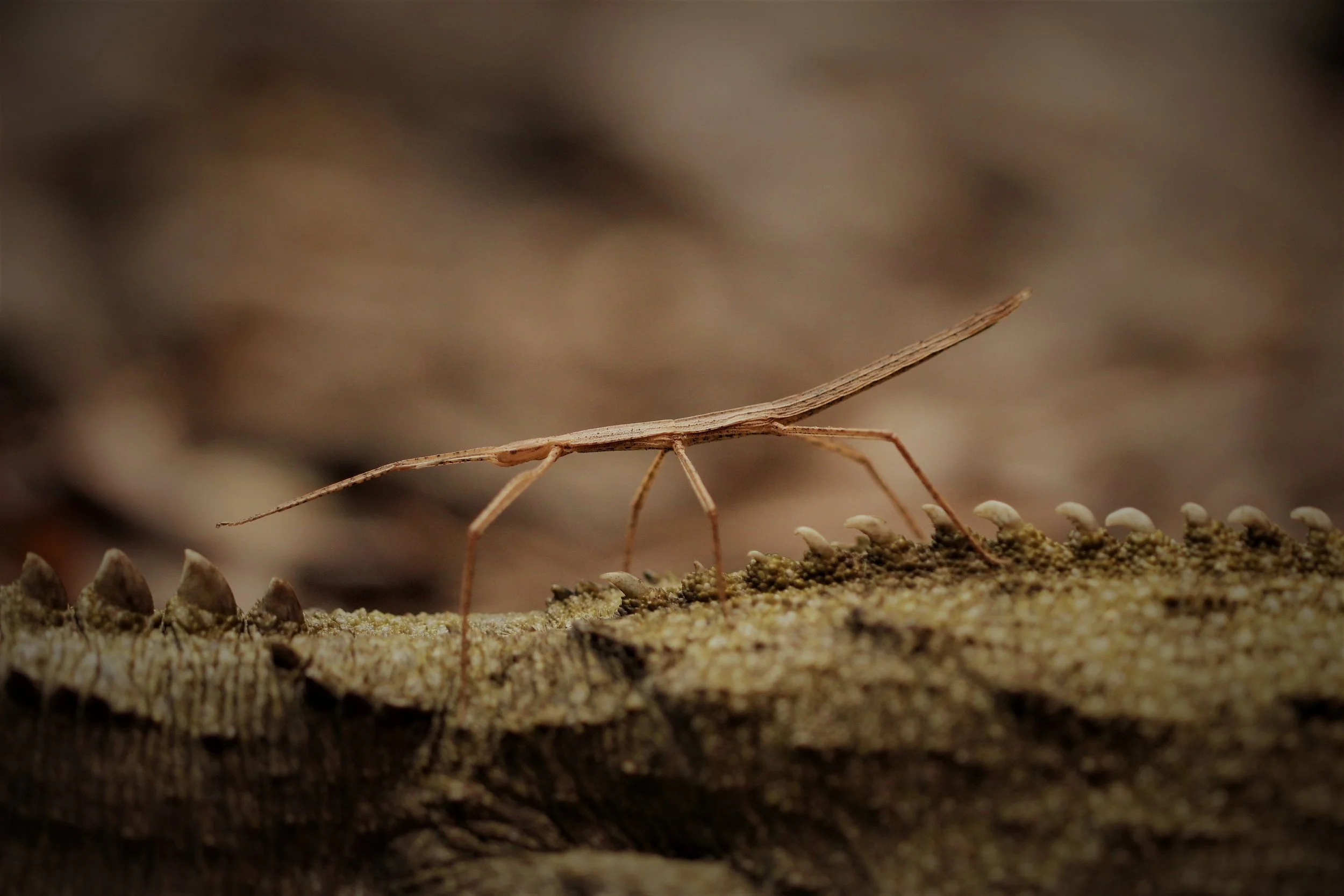 Stick Insect (on tuatara back)