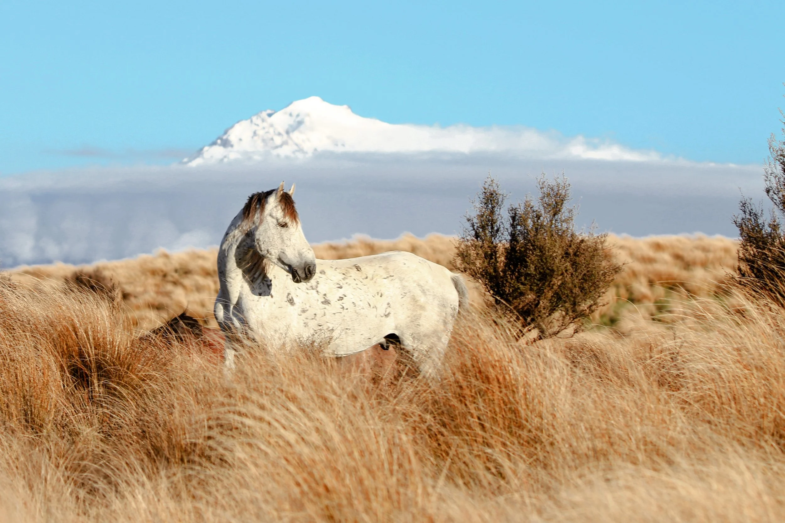 Kaimanawa Stallion - Cirrus