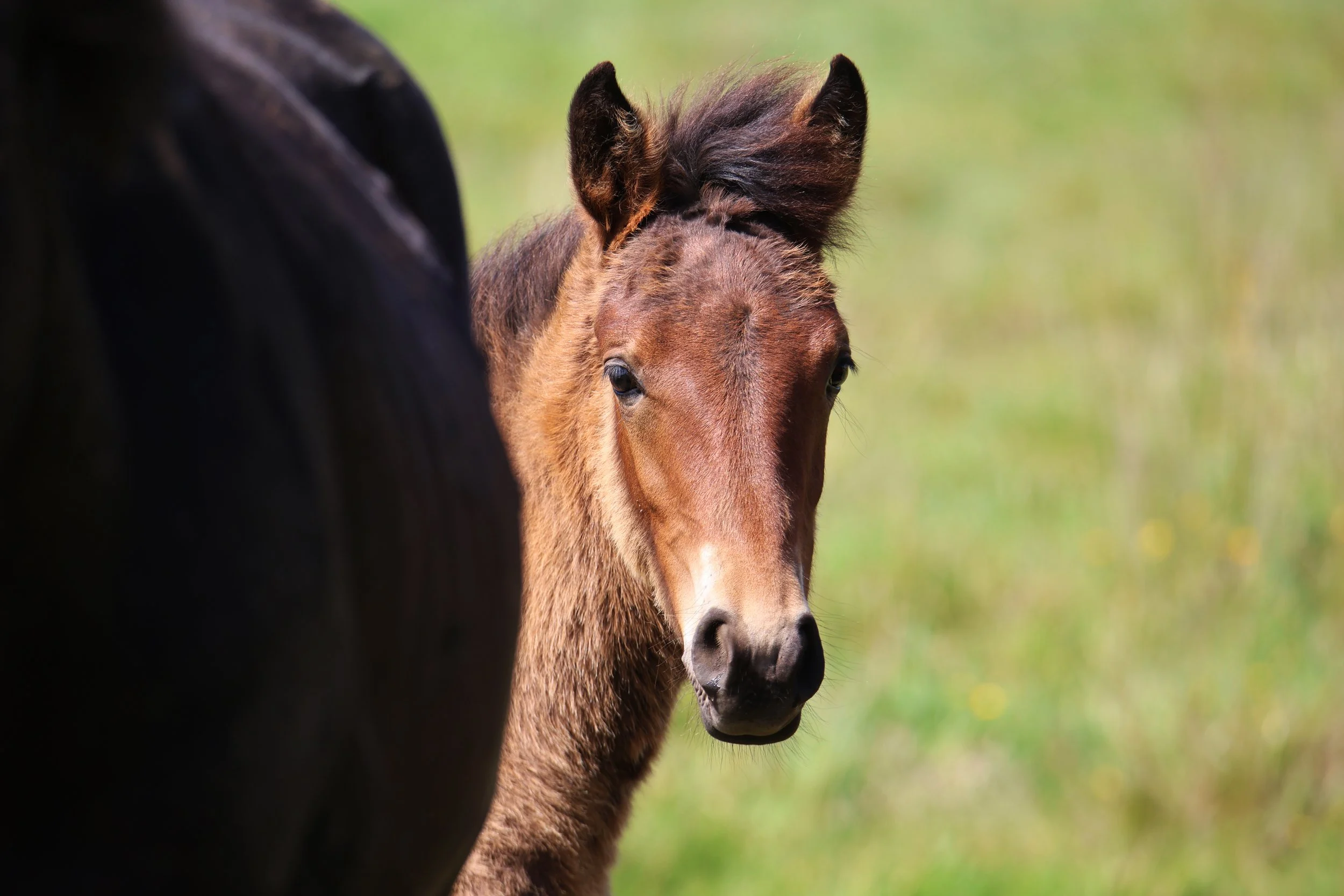 Kaimanawa Foal (Sire: Imjin)
