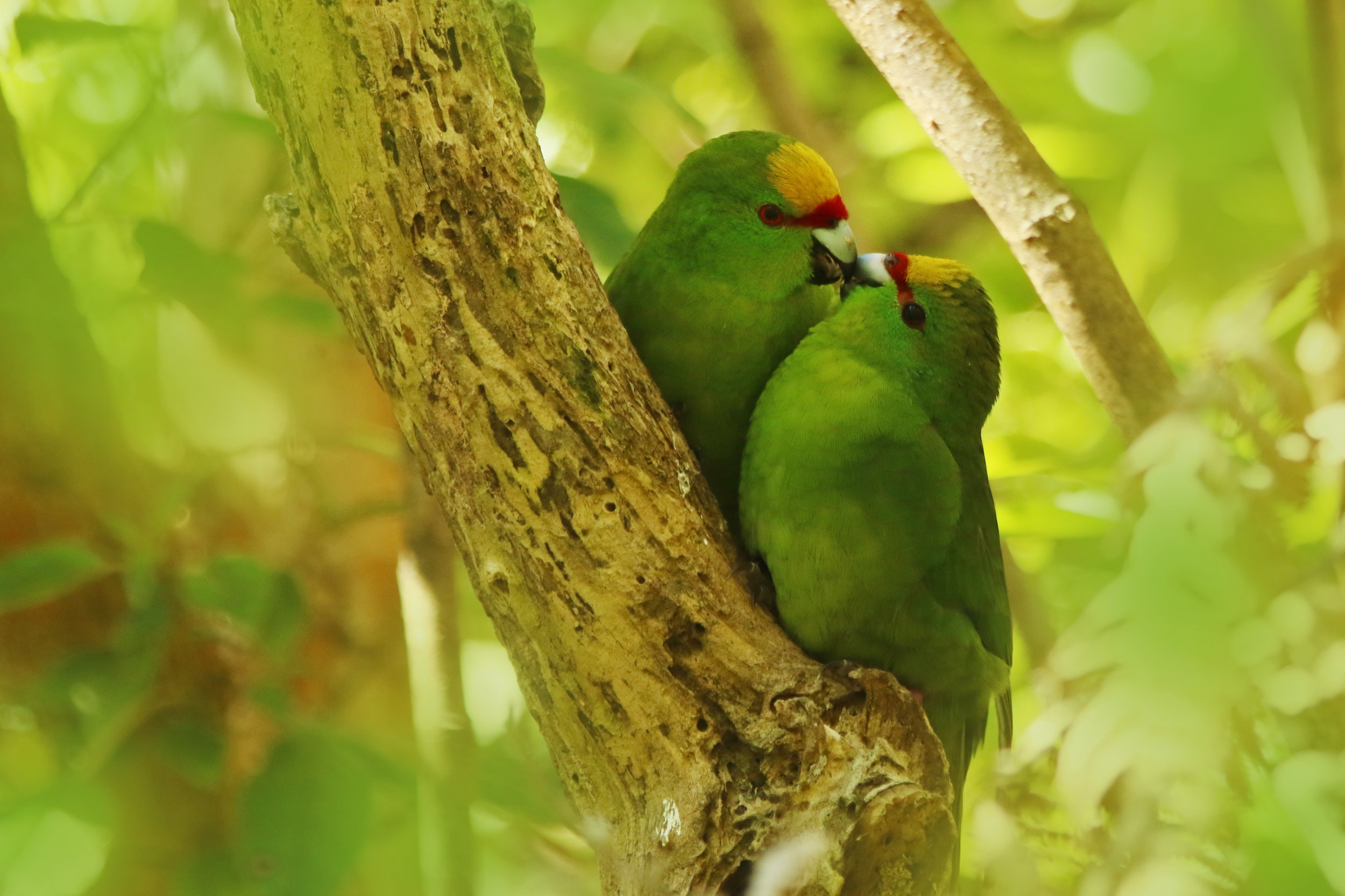 Yellow Crowned Kakariki Pair