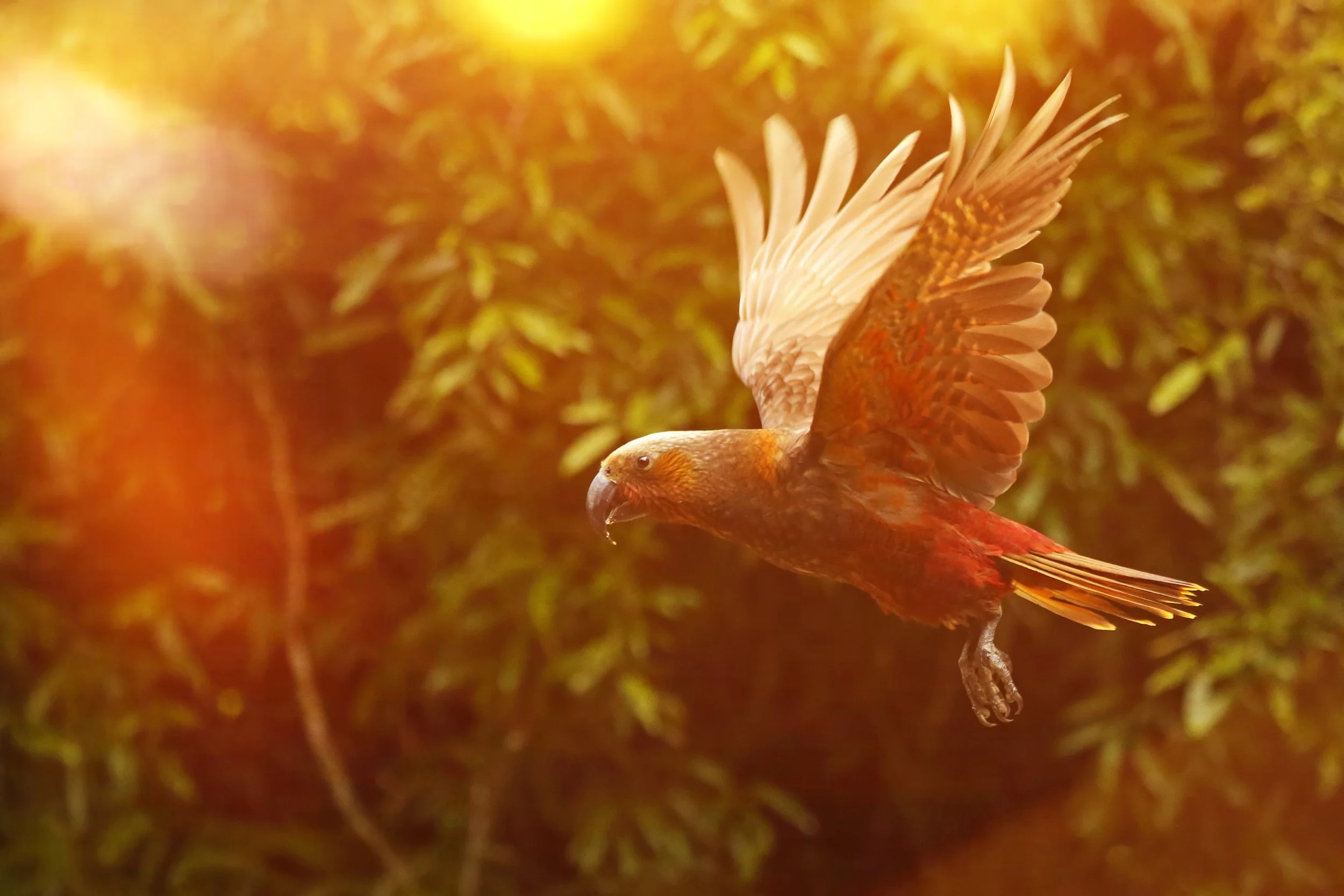 Sunrise Kaka (Cover of Captivating Photography Journal Issue 13)