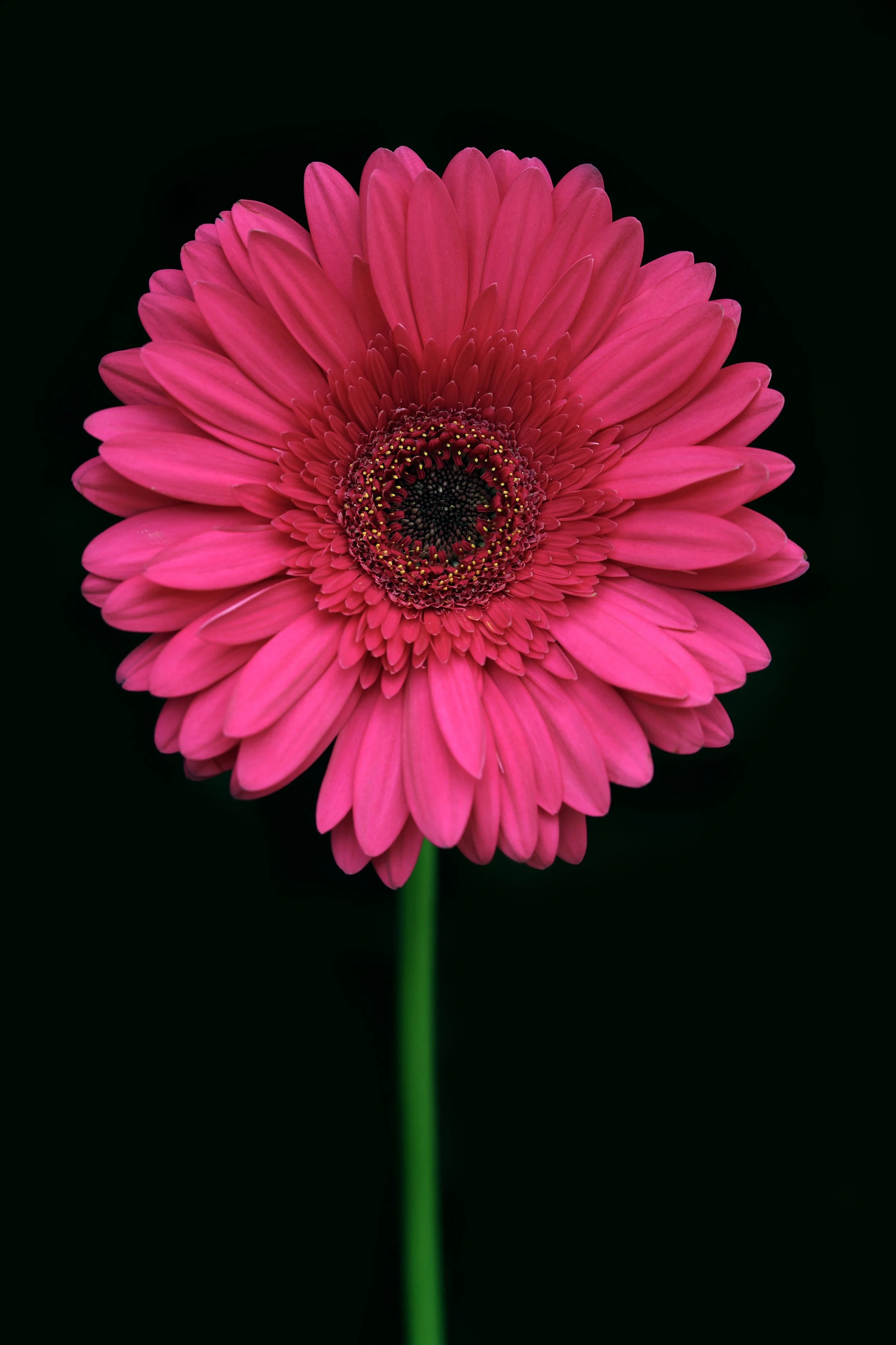Pink Gerbera Daisy.jpg