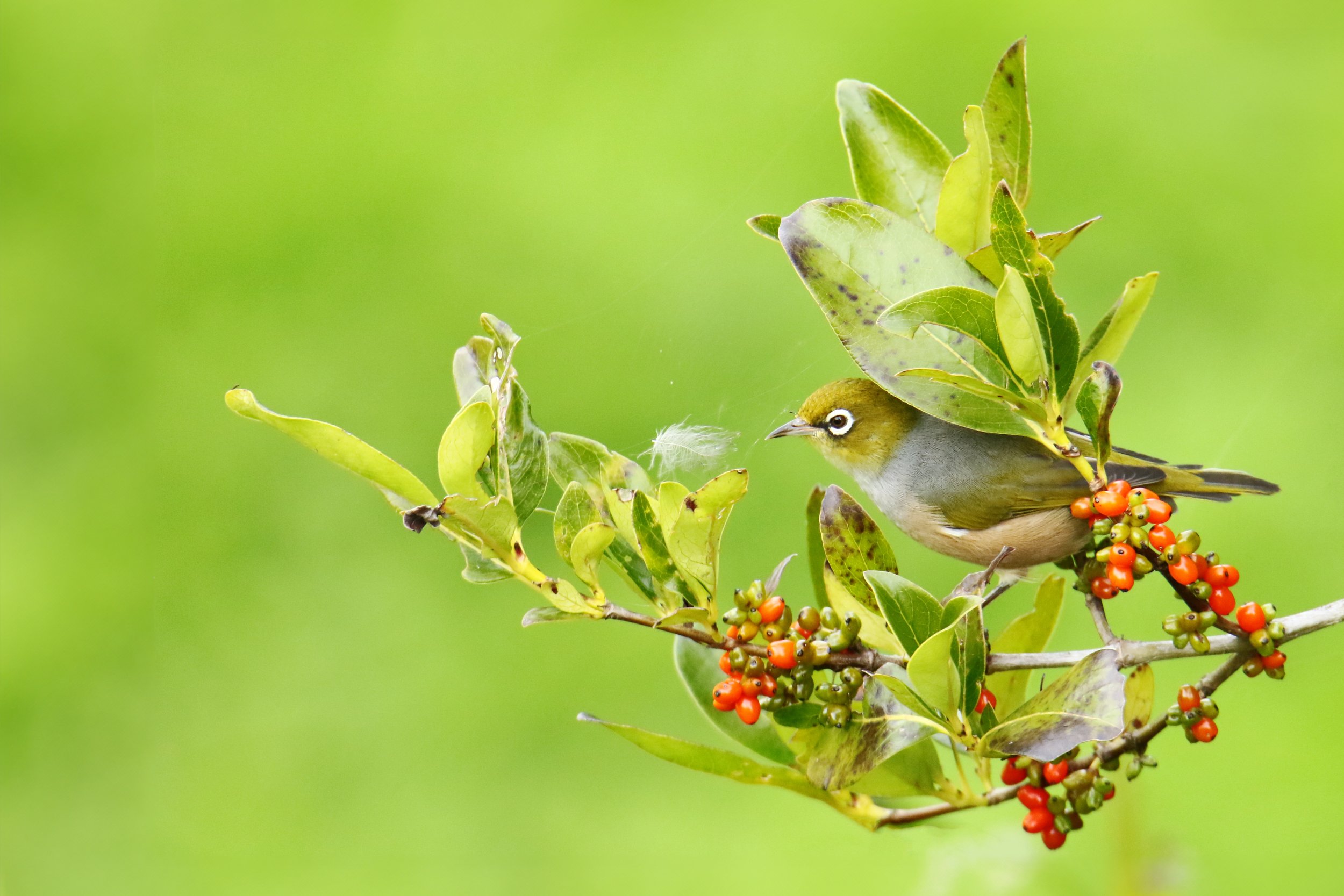 Waxeye.jpg