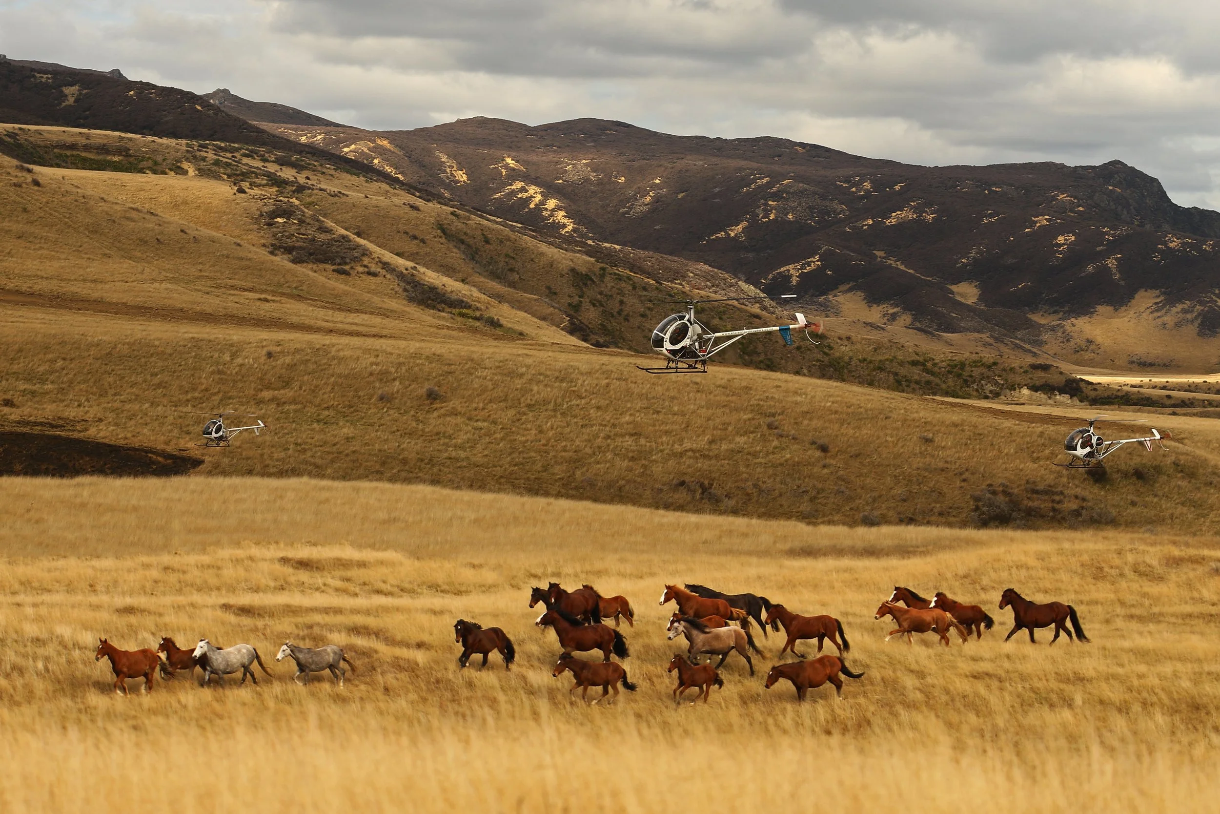 Muster and all helicopters.jpg