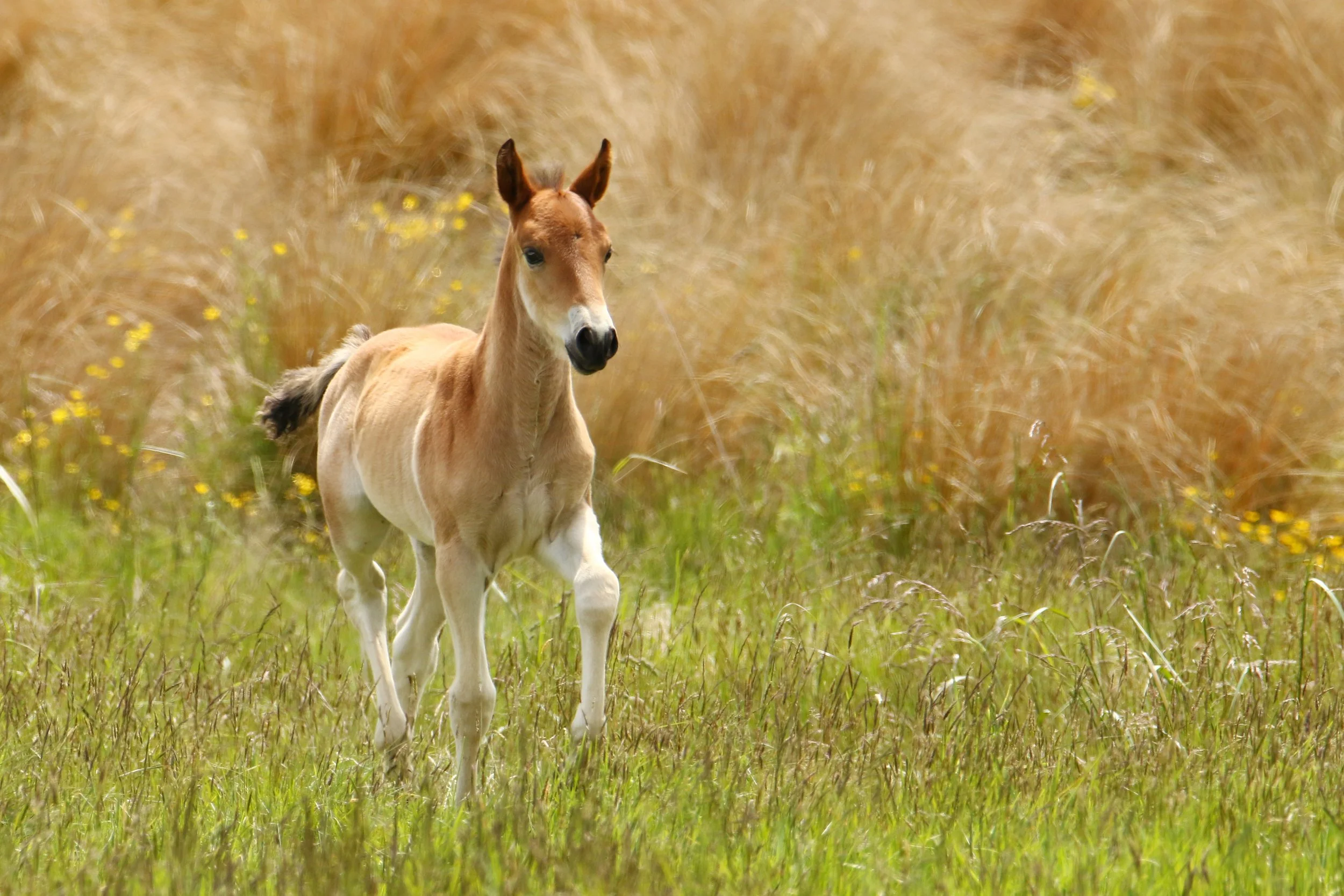 Bouncy Foal.jpg