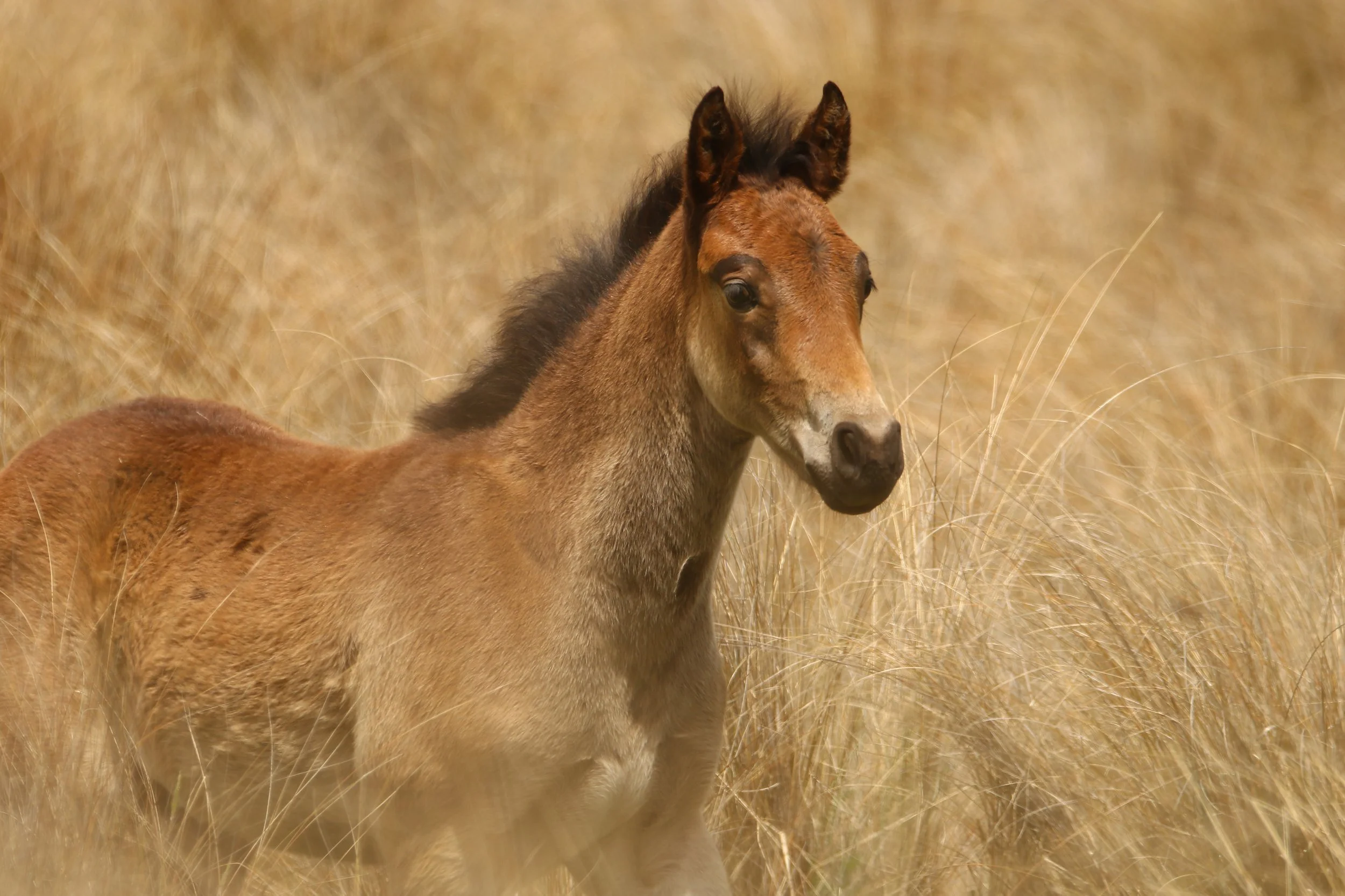 Foal.jpg
