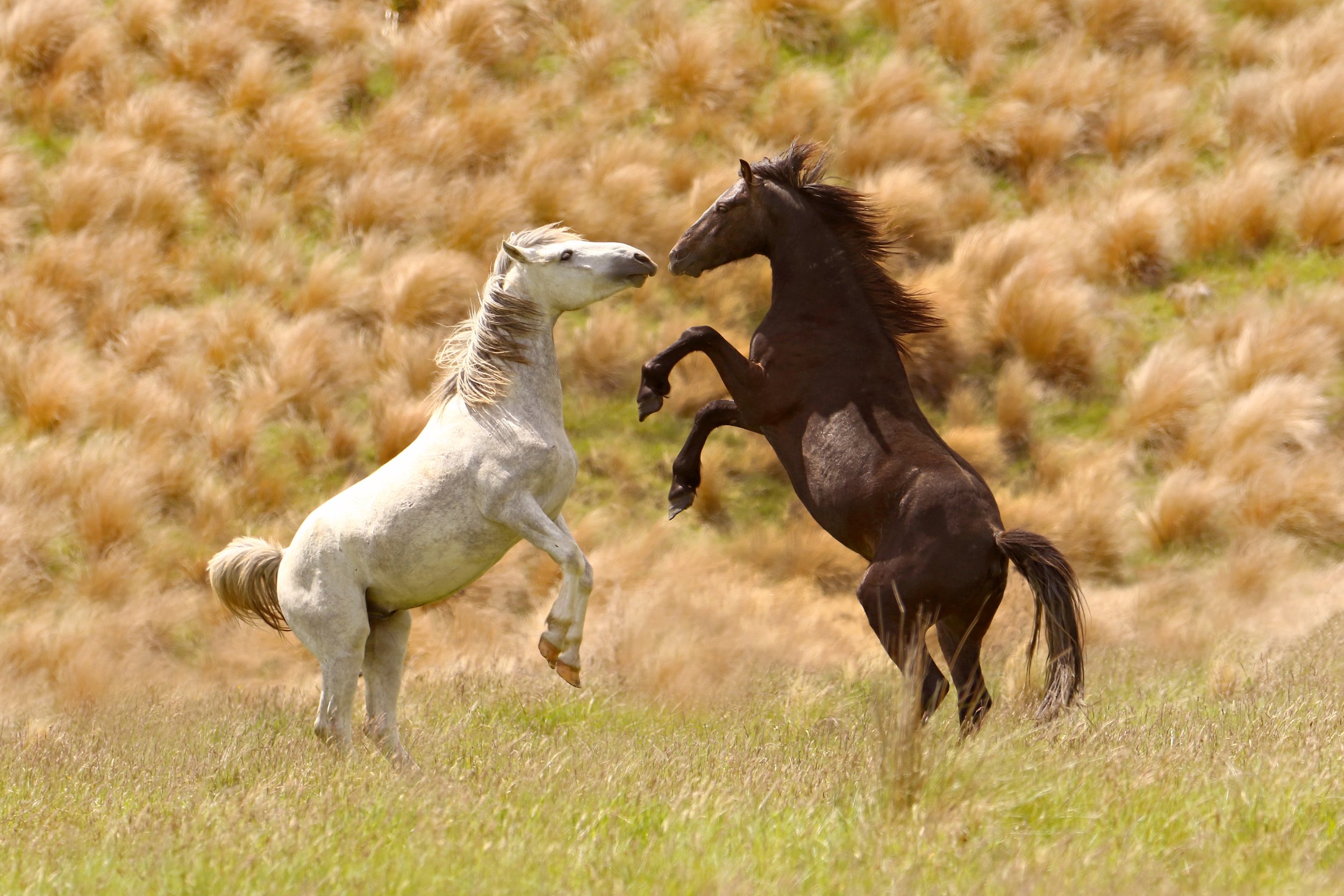 Stallions Fighting.jpg