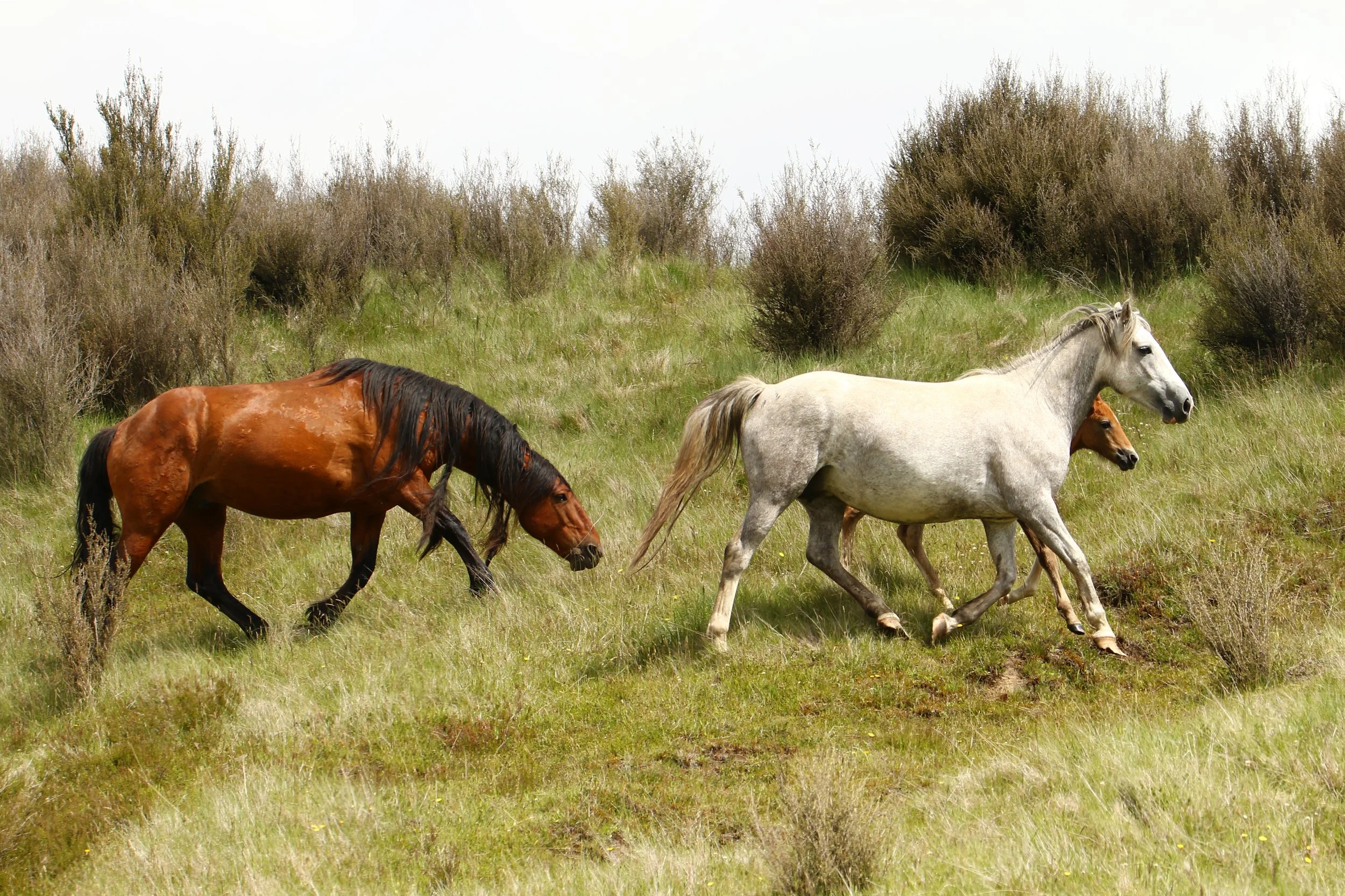 Stallion Snaking Mare and Foal.jpg