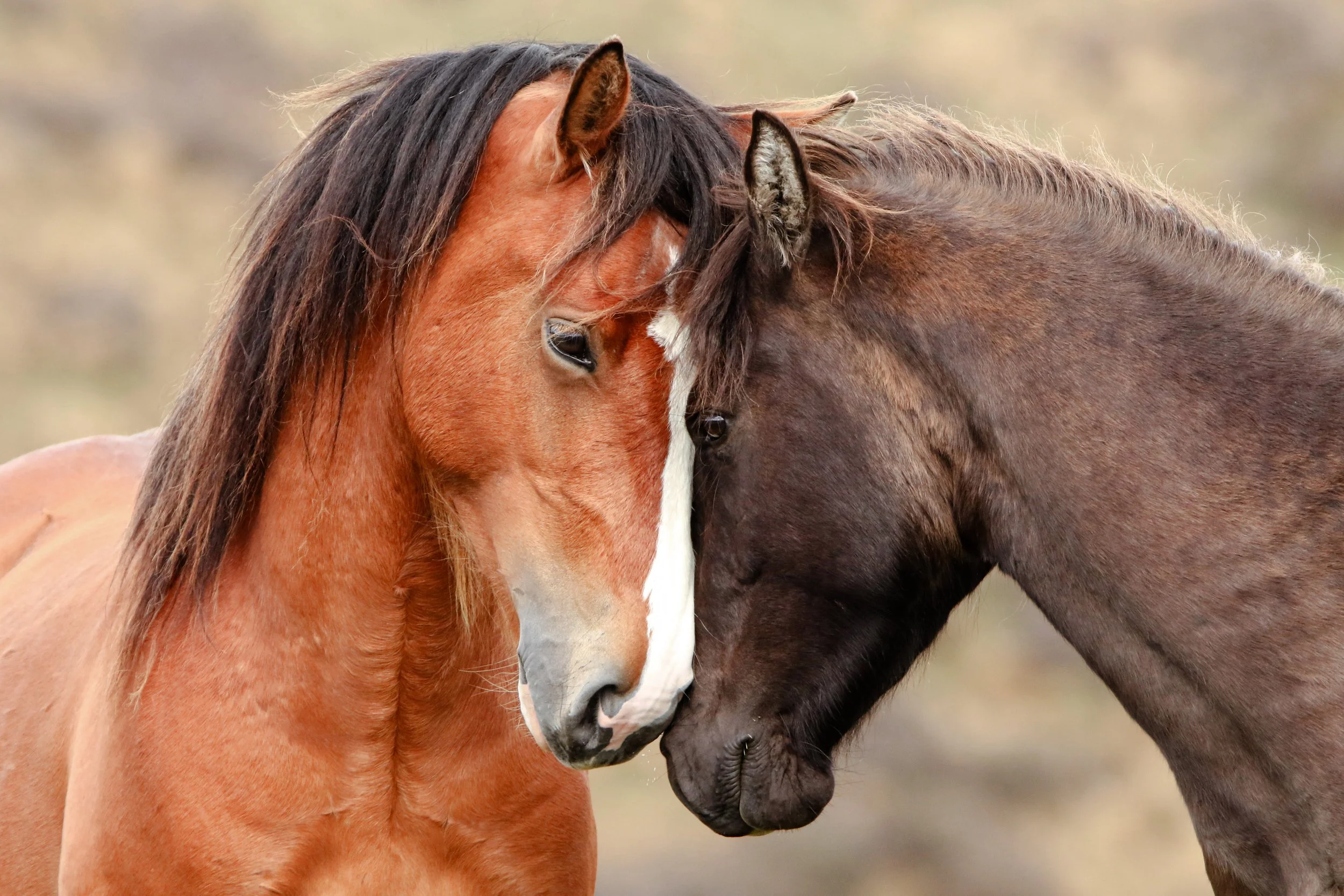 Field Notes - Kaimanawa Horses | Waiouru