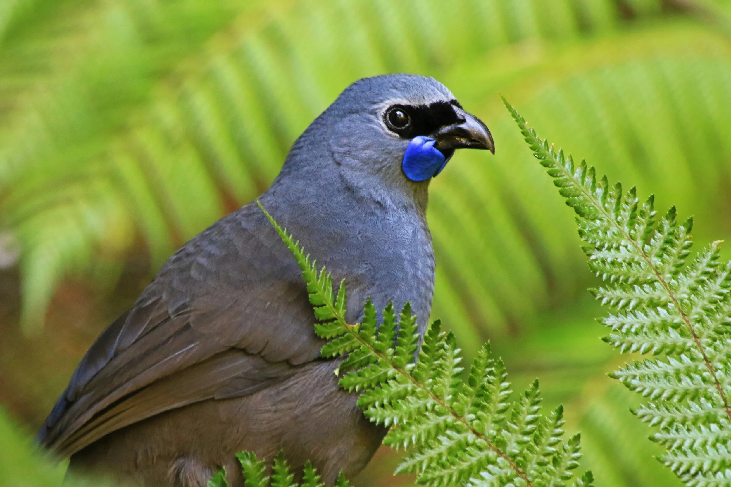 KahurangiKokako.jpg