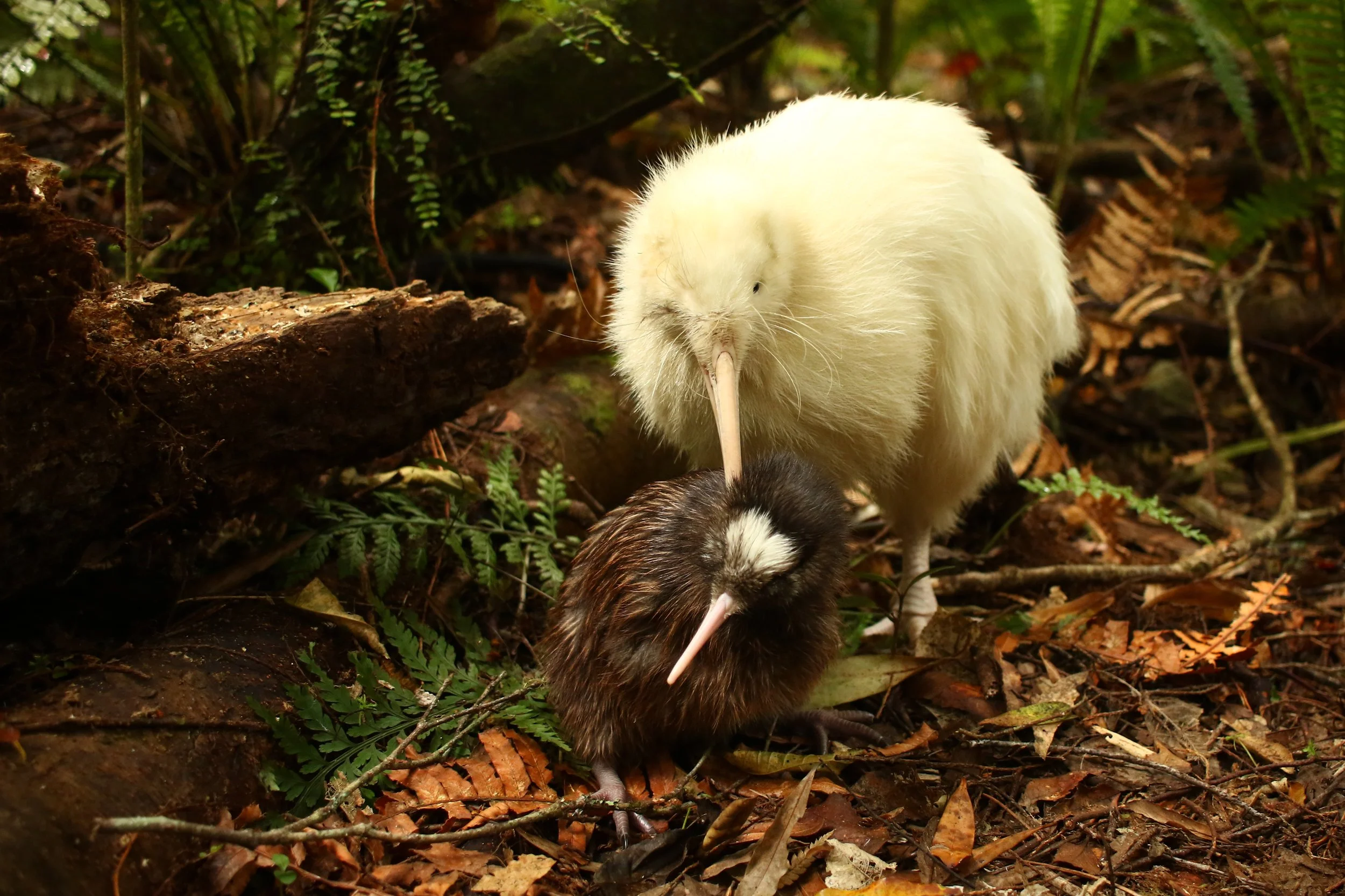 Mapuna & Chick (Highly Commended Asia Pacific Awards)