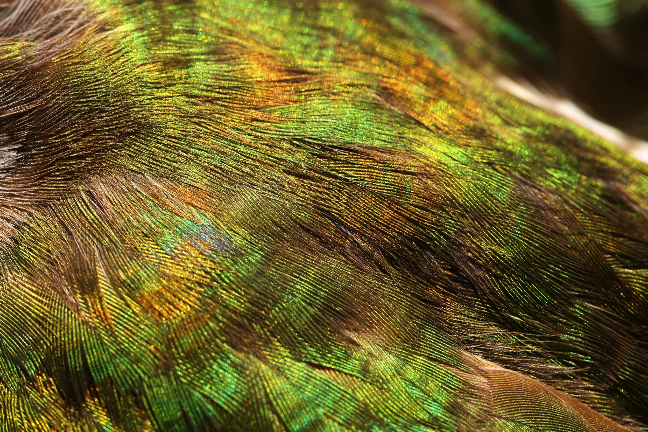 Pīpīwharauroa | Shining Cuckoo