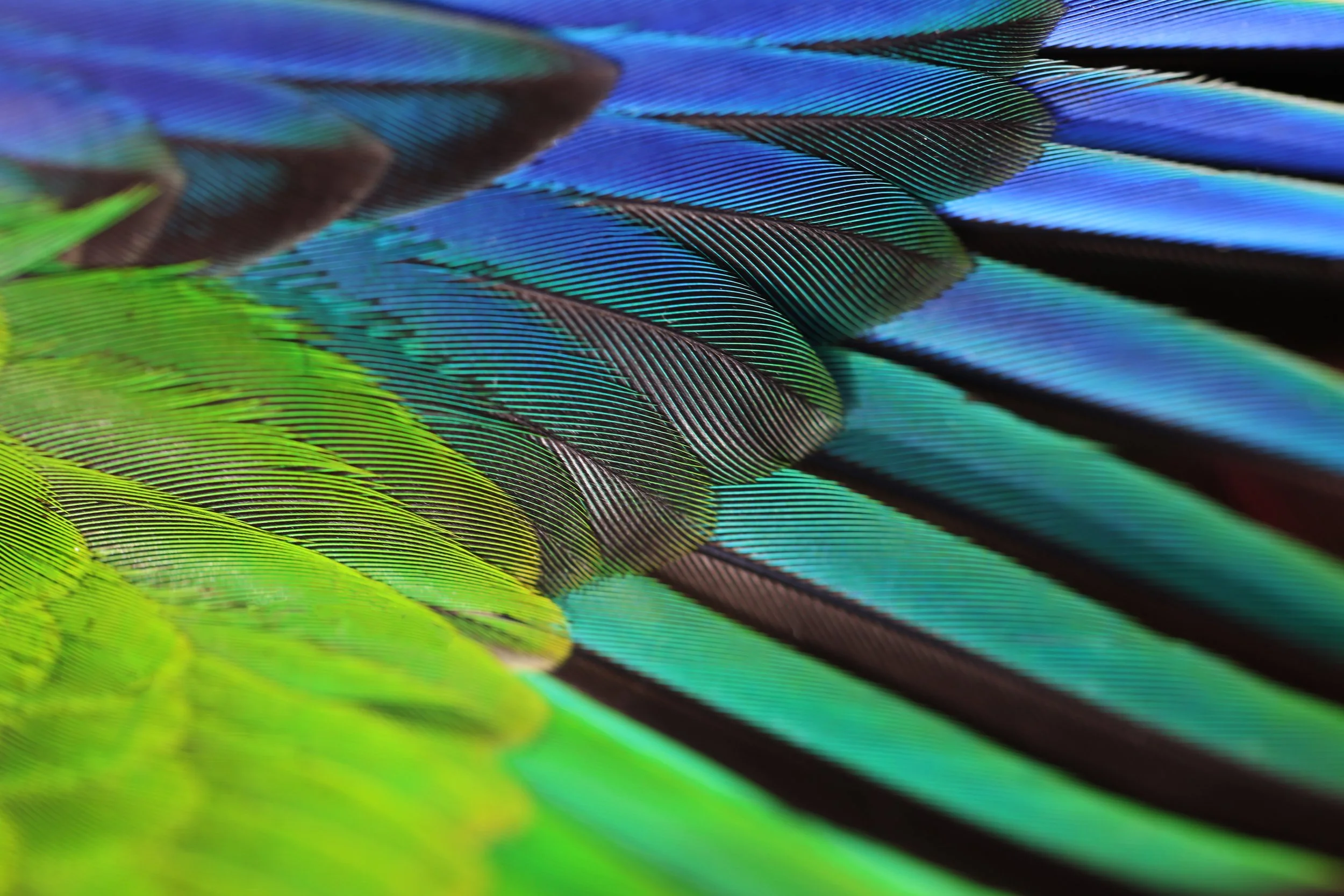 Kākāriki | Parakeet