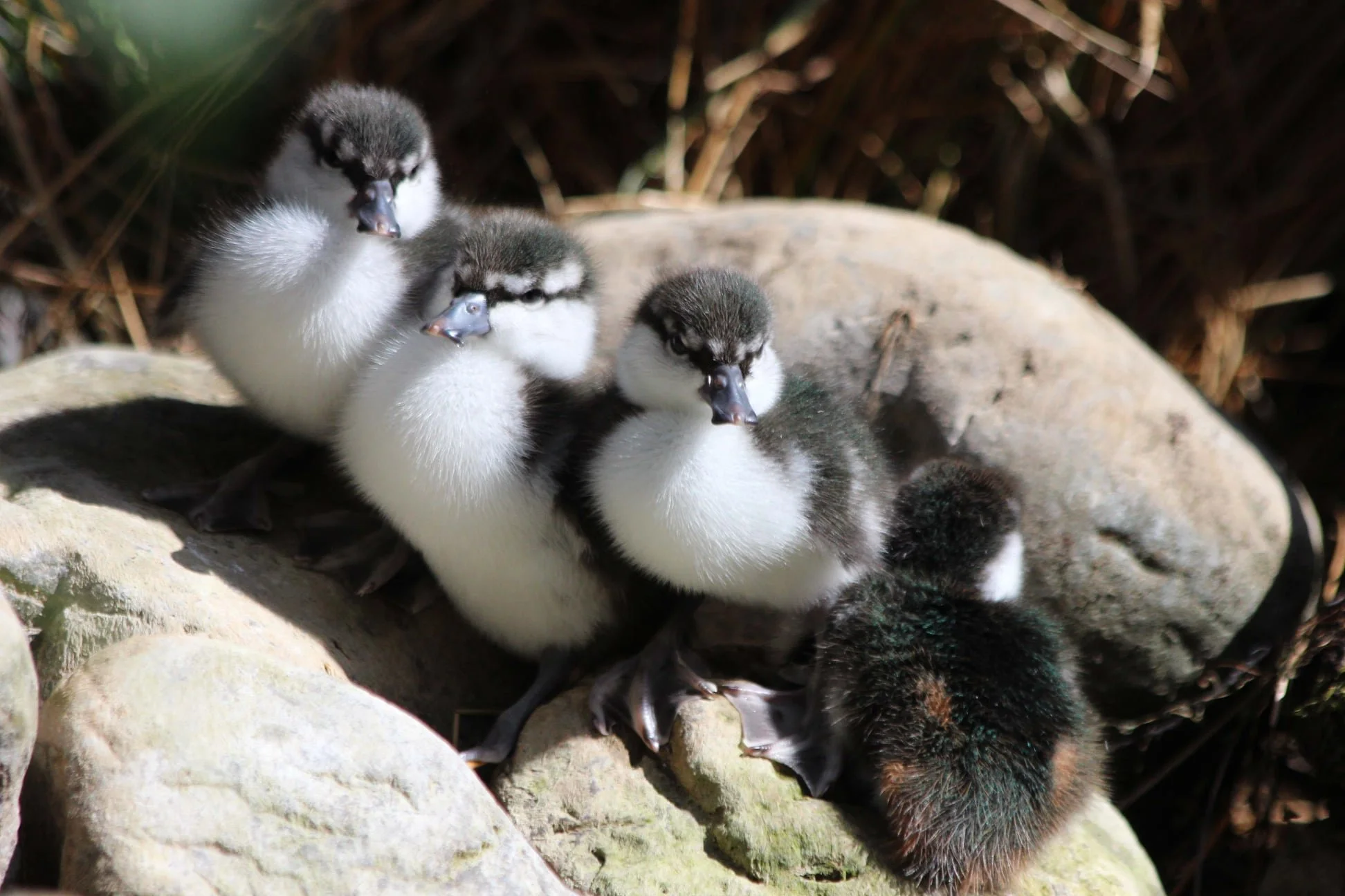 Whio Ducklings