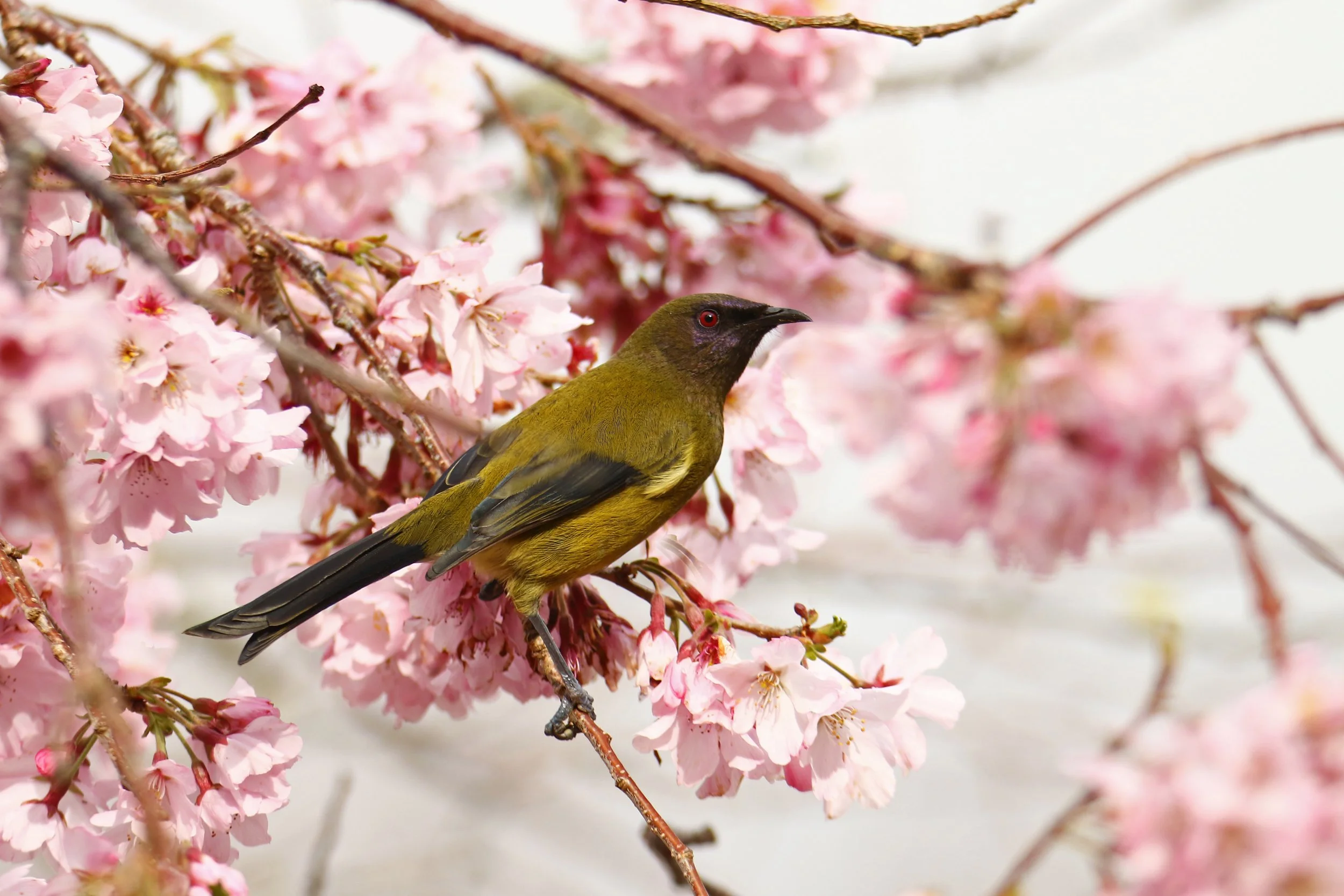 Korimako Blossom Valley.jpg