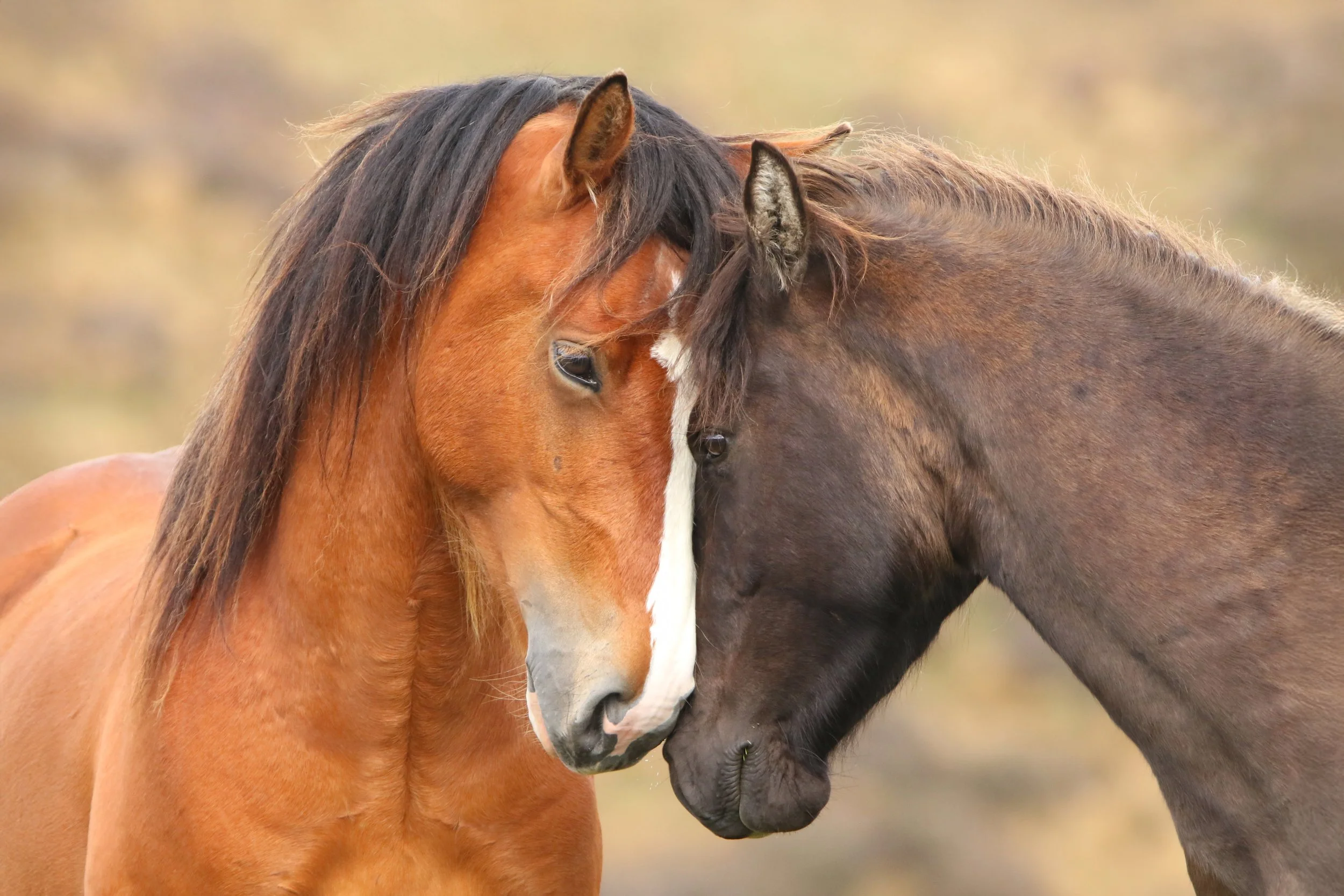 Kaimanawa Pair - Quest & Brigade 