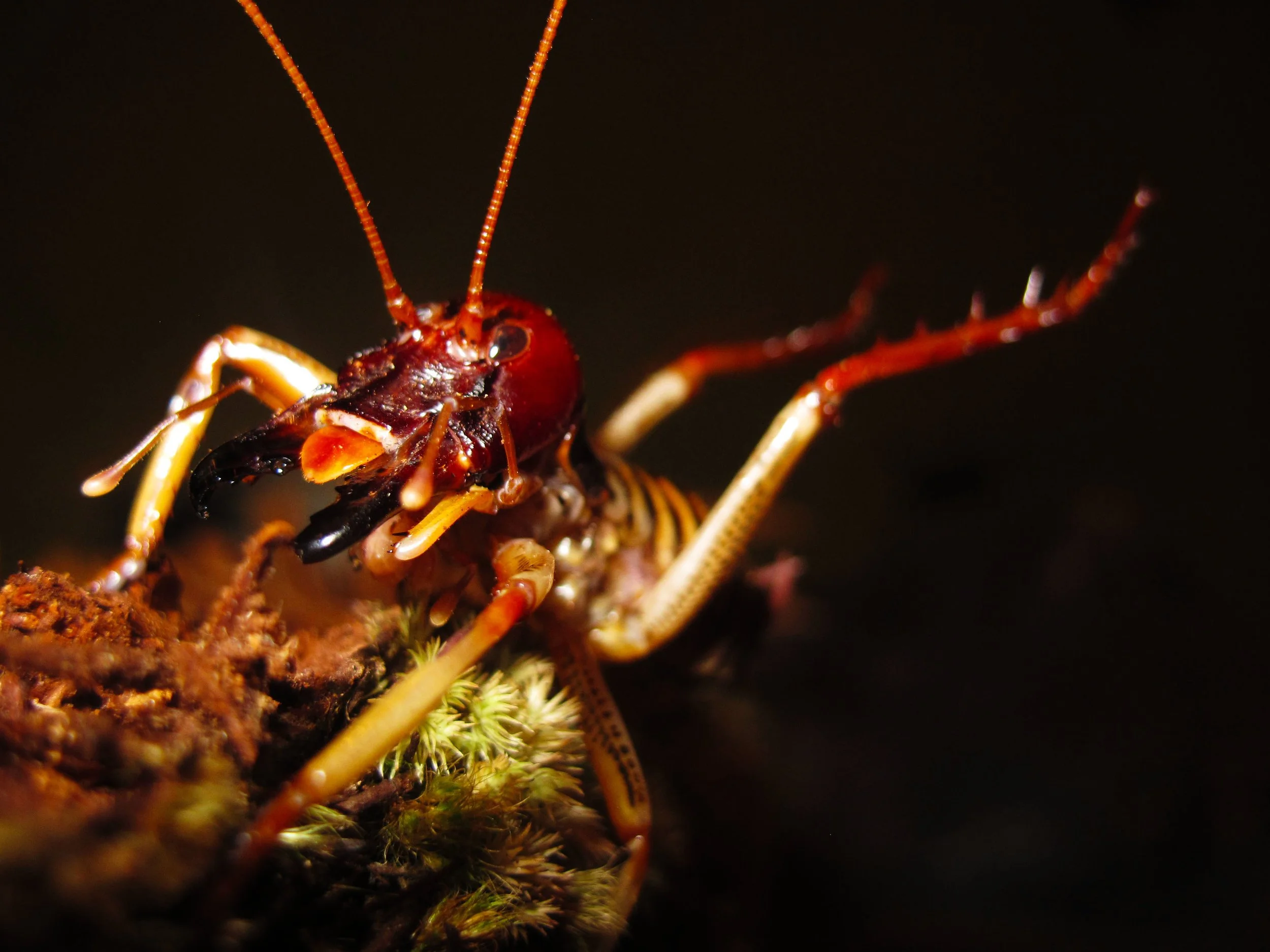 Wellington Tree Weta