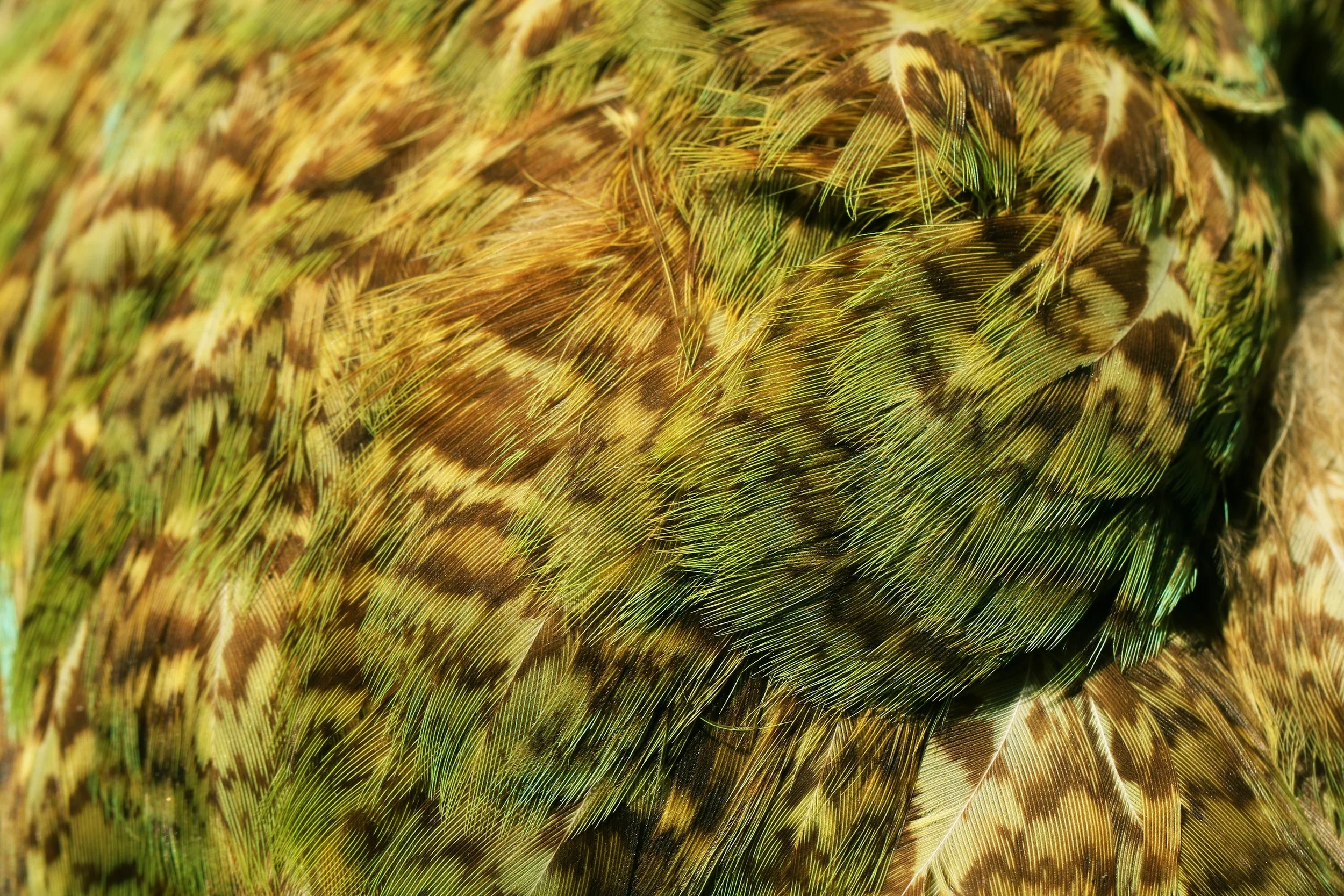 Kākāpō | Owl-Parrot
