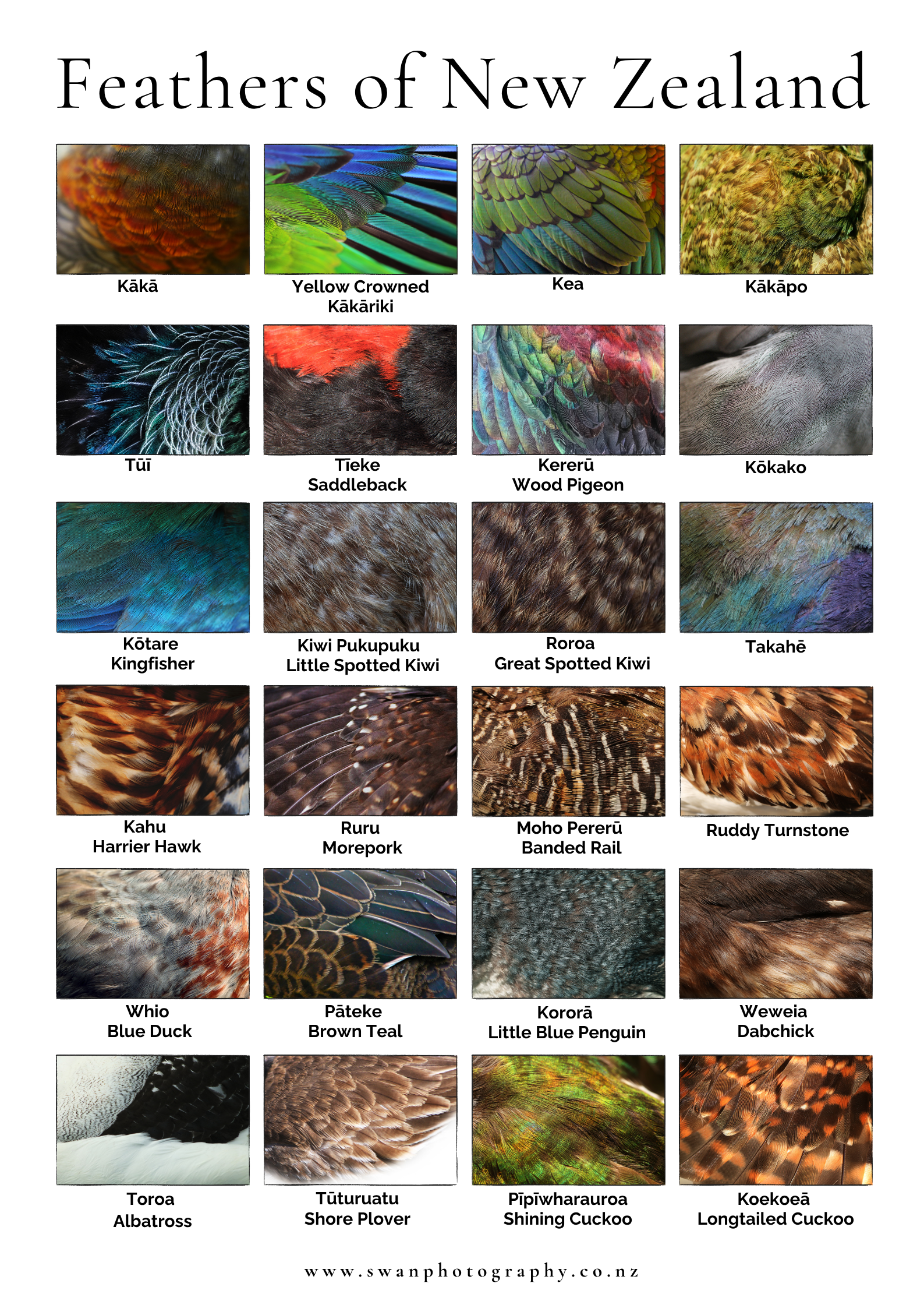 Kākā (4).png