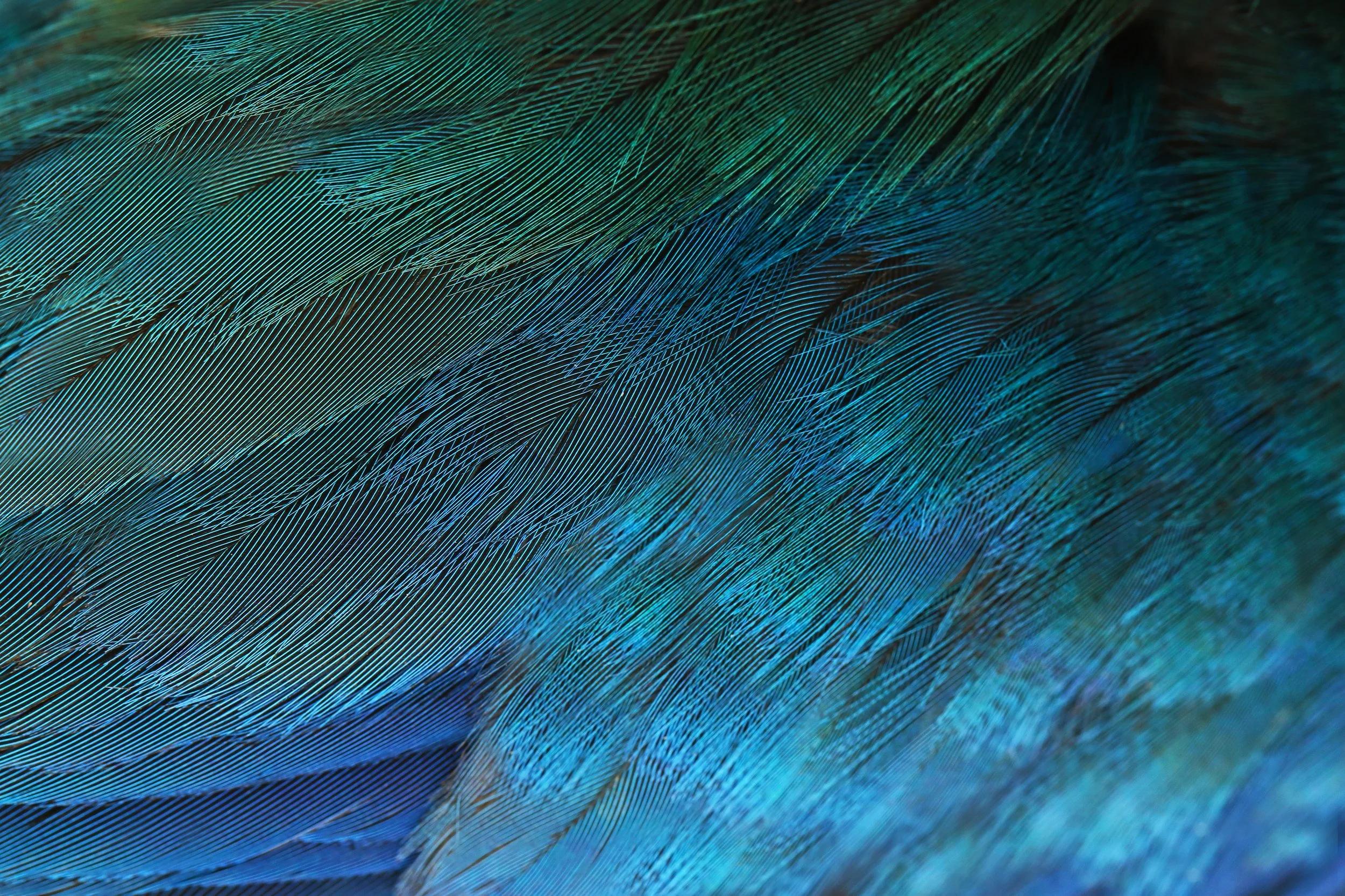 Kōtare | Kingfisher