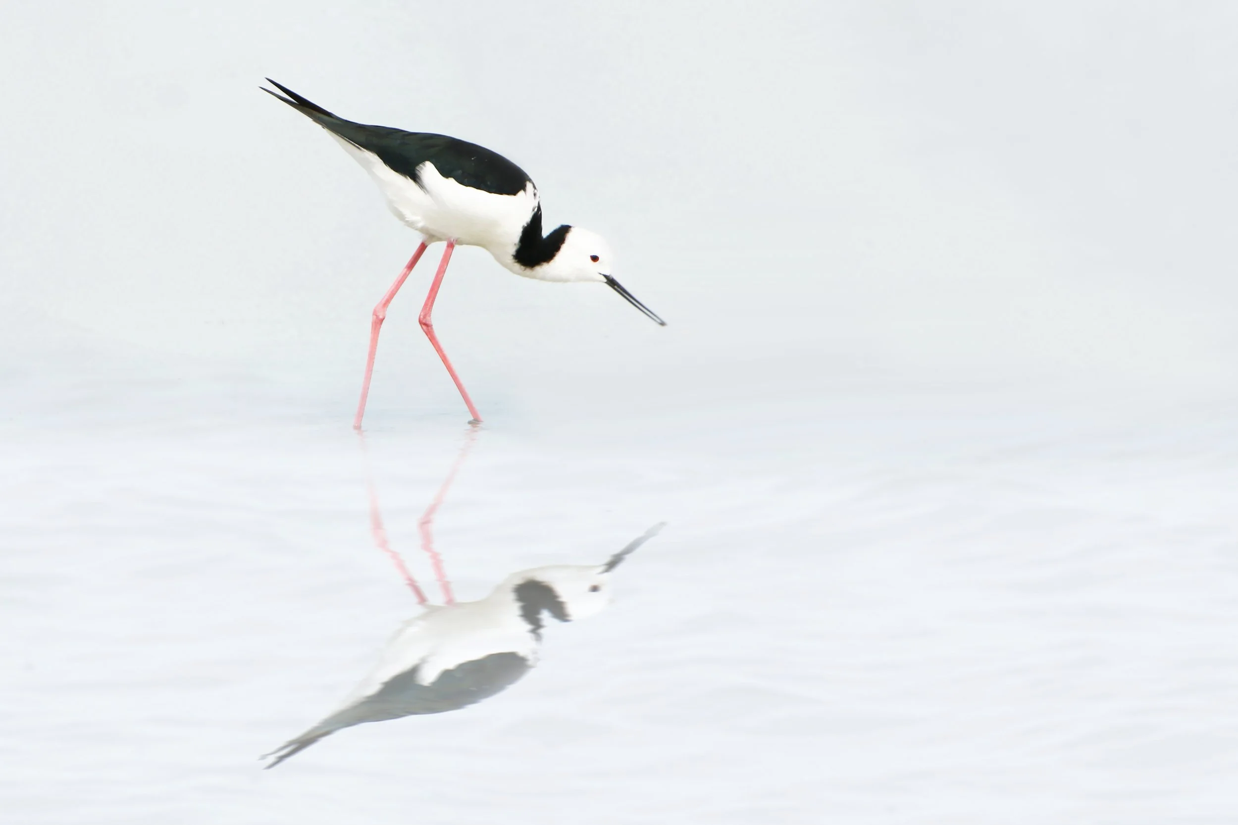Pied Stilt