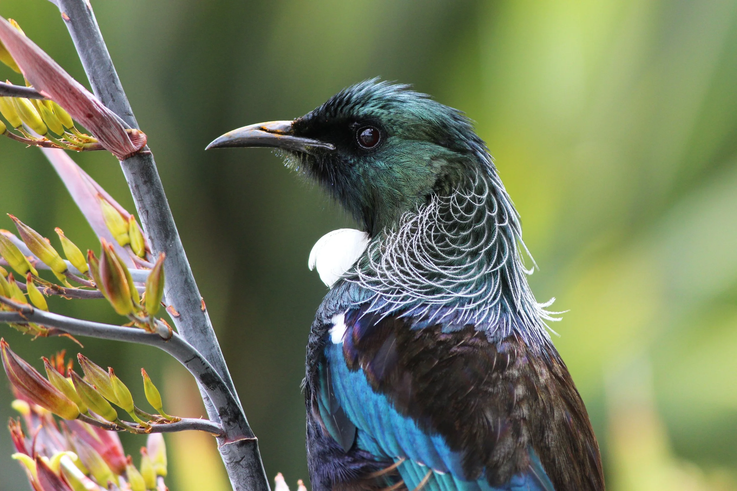 The Tui.jpg
