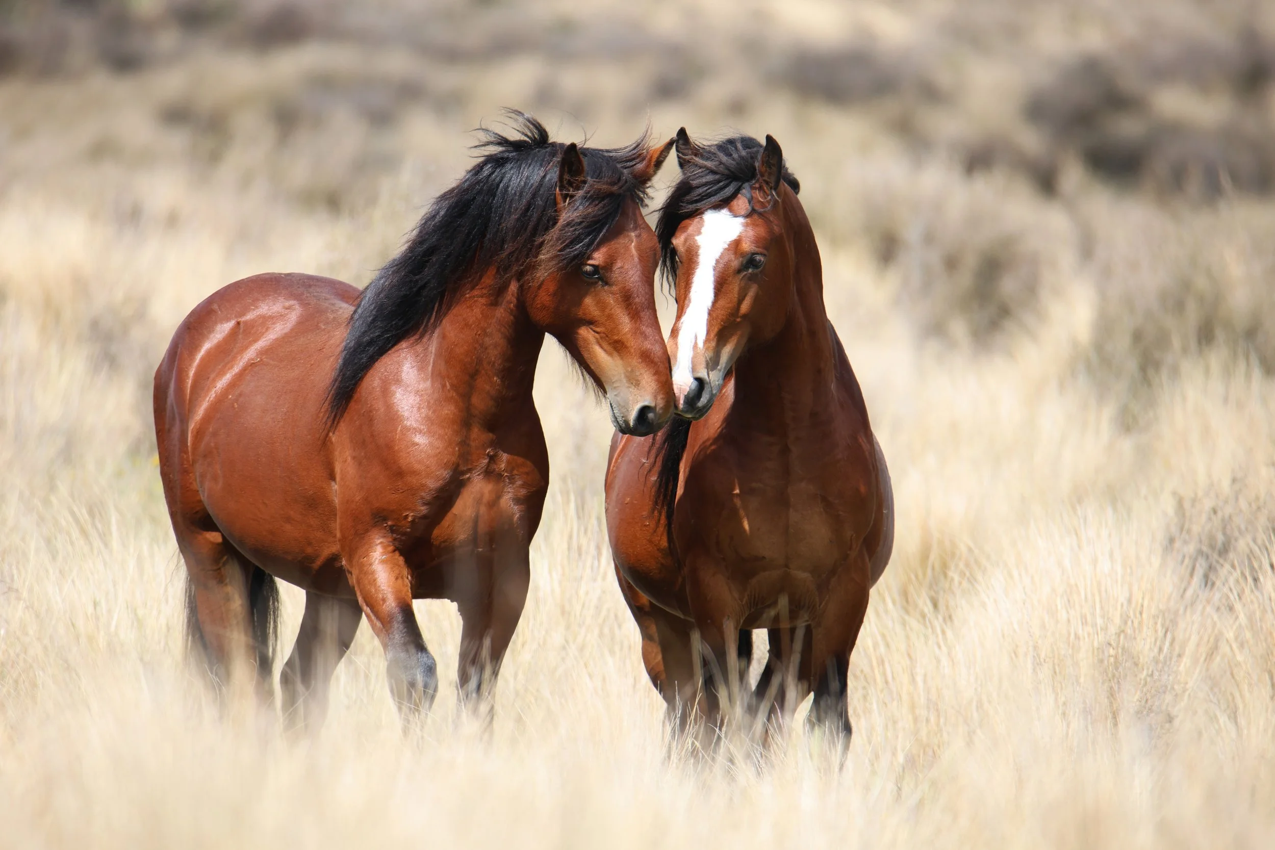 Kaimanawa Bachelor Stallions - Legion & Thor 