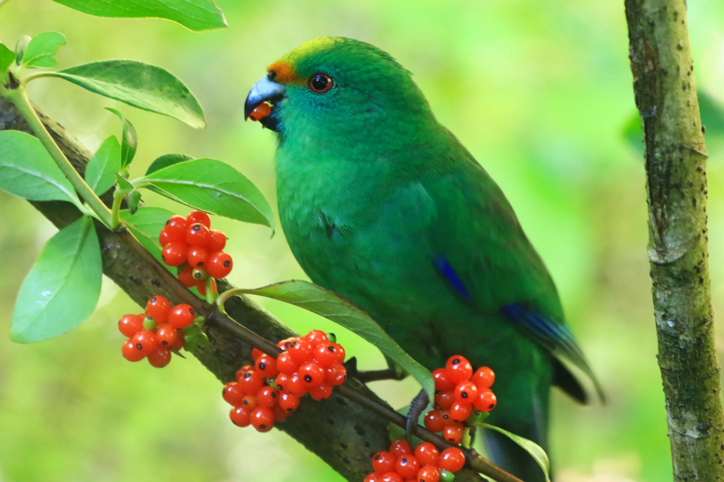 Orange Fronted Kakariki