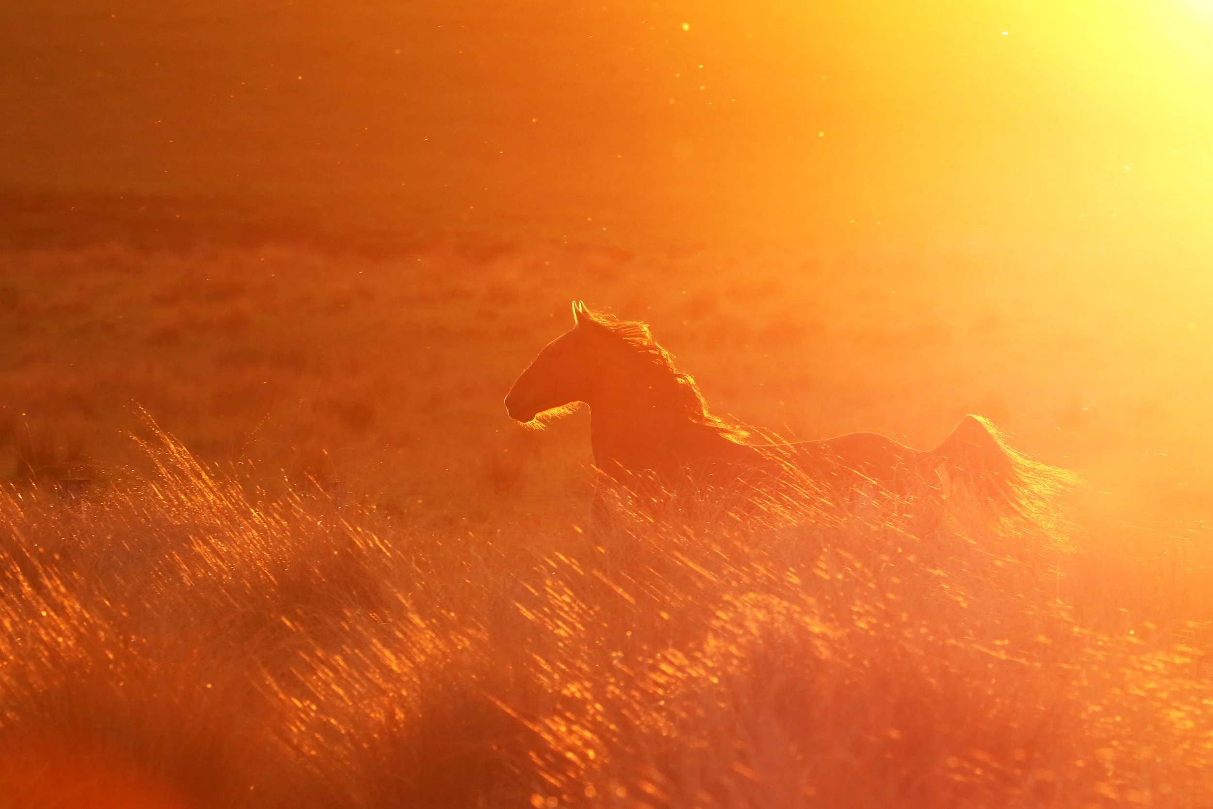 Sunset Kaimanawa - Quest