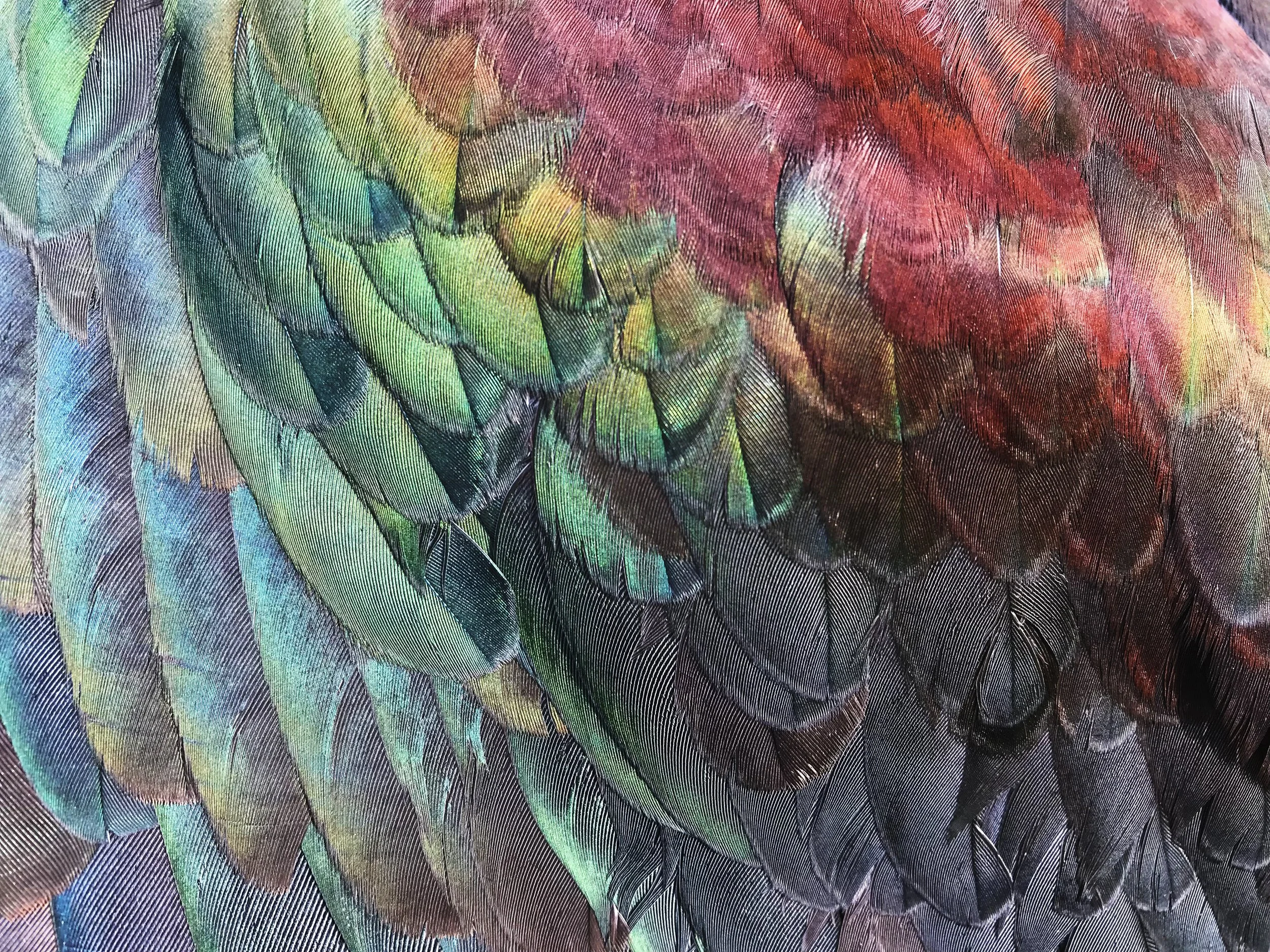 Kererū | Wood Pigeon