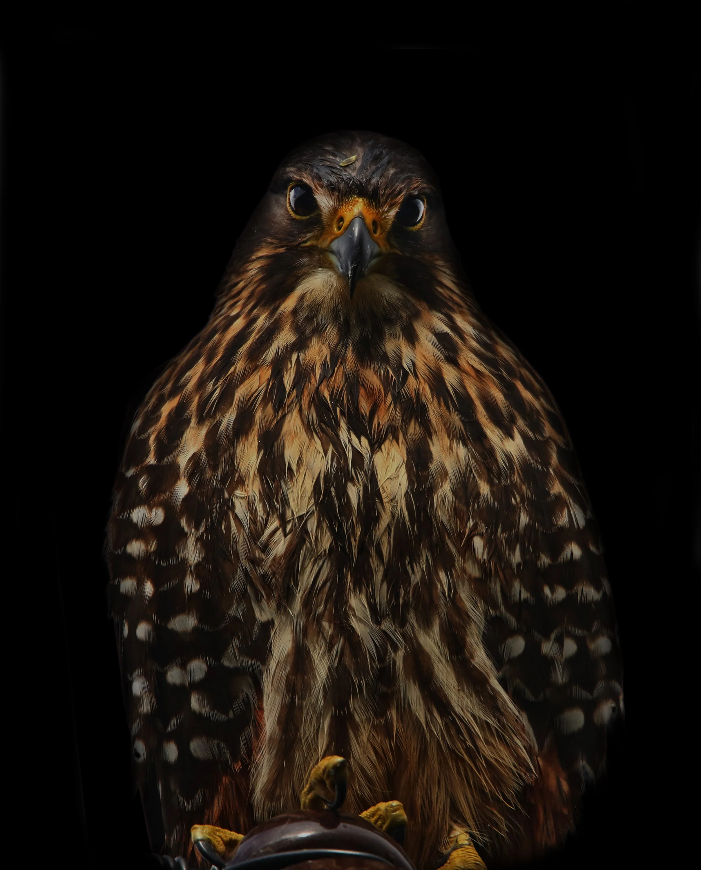 Falcon Pukaha.jpg