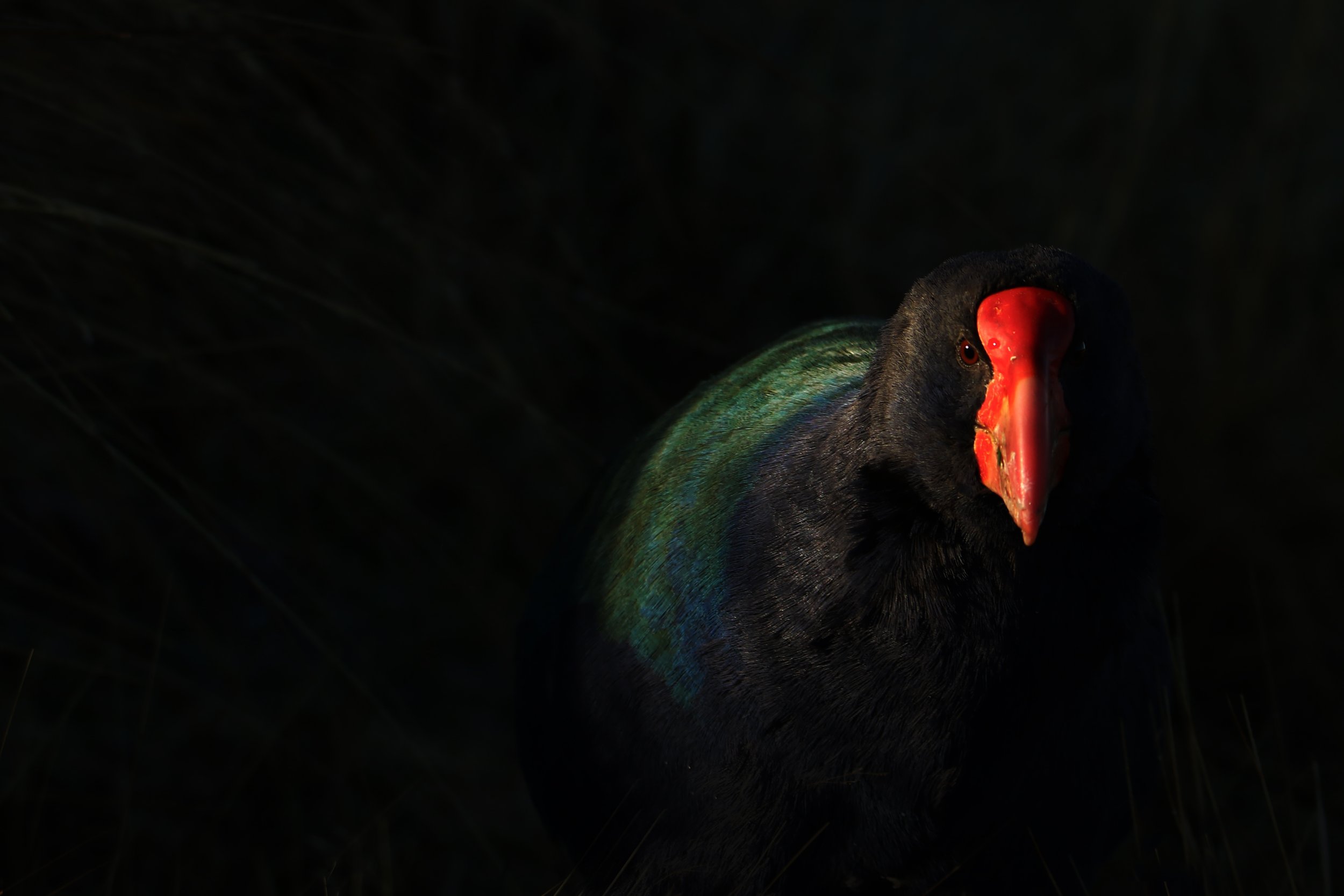 The Takahe - Silver NZIPP Iris Awards
