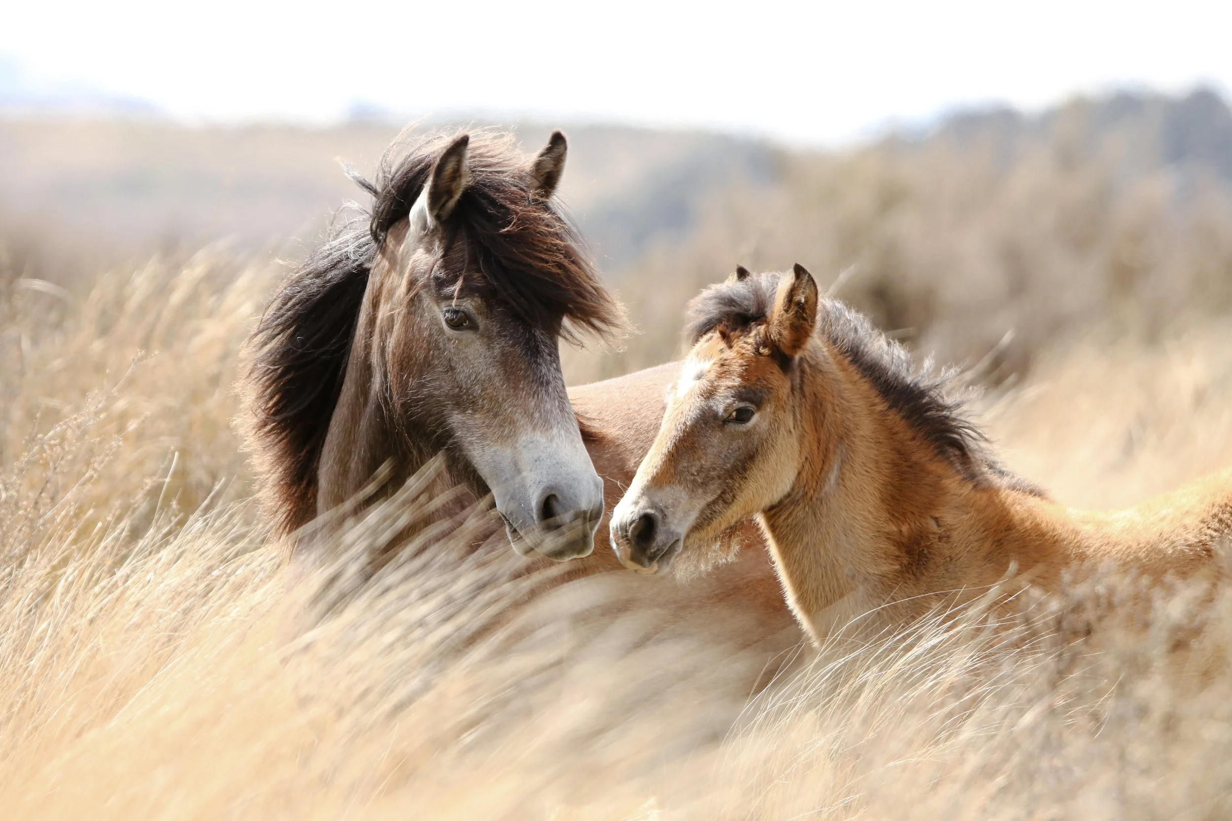 Kaimanawa Sisters - Sunset & Horizon
