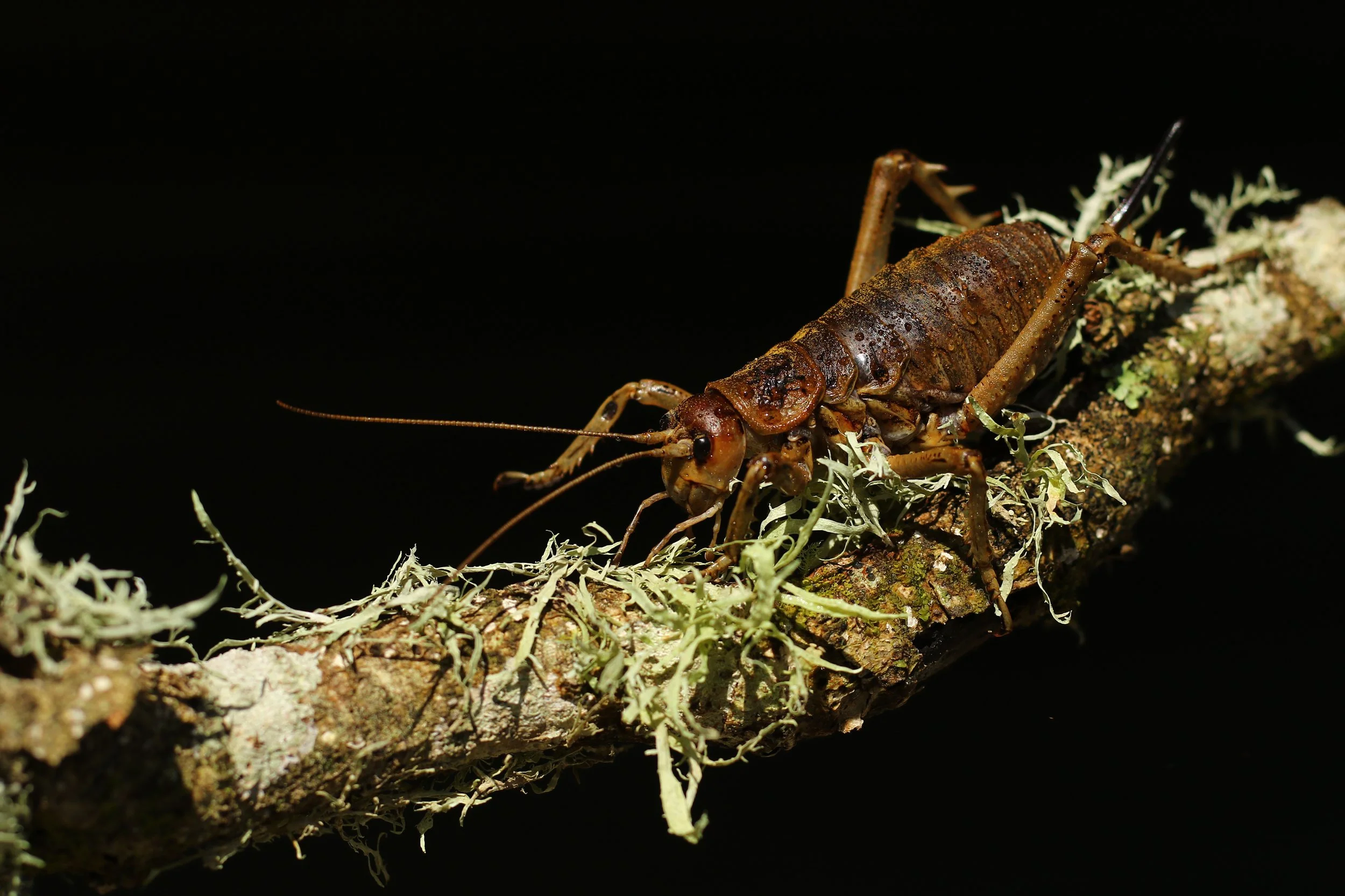 Wildlife of New Zealand