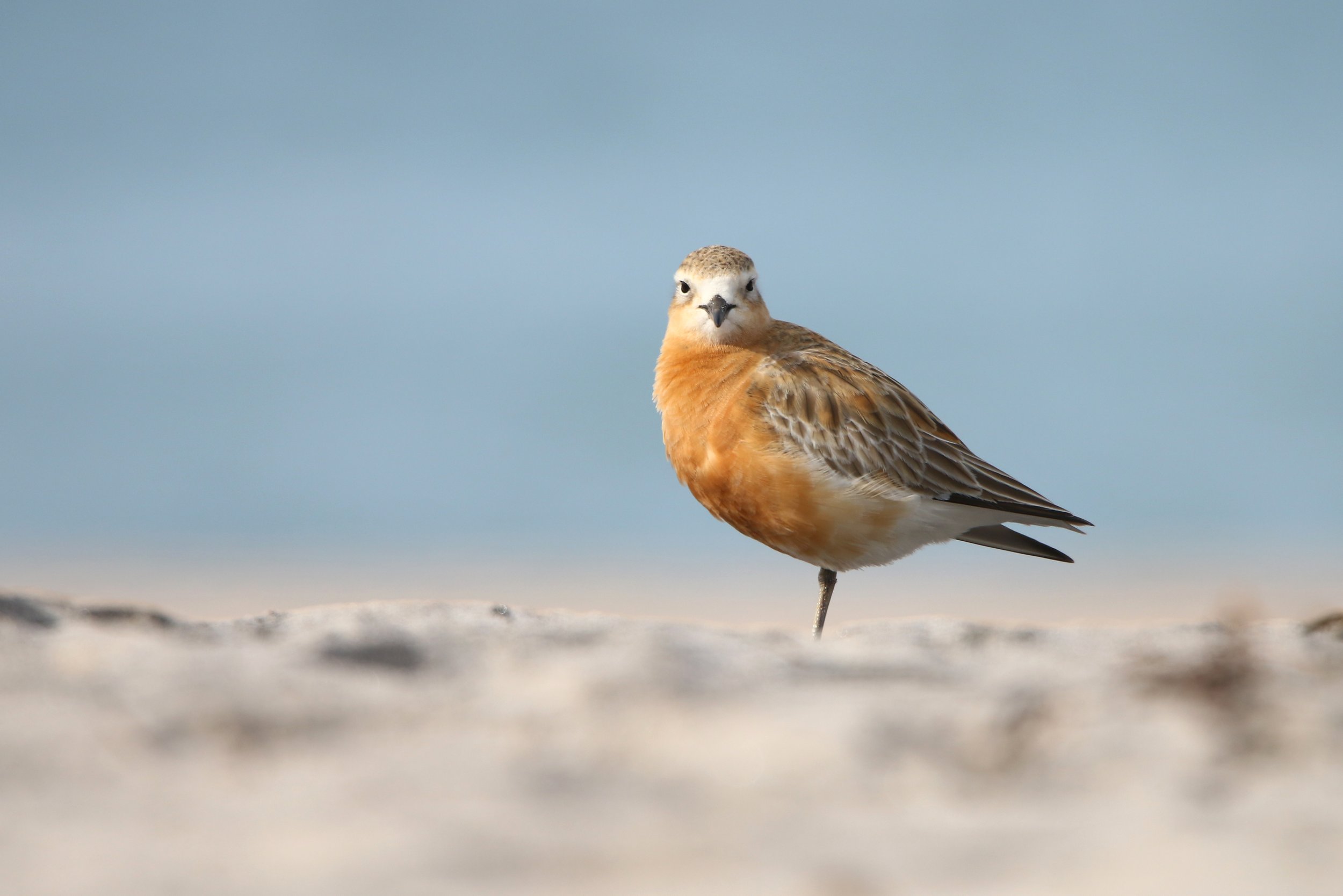 NZ Dotterel - Bronze NZIPP Iris Awards