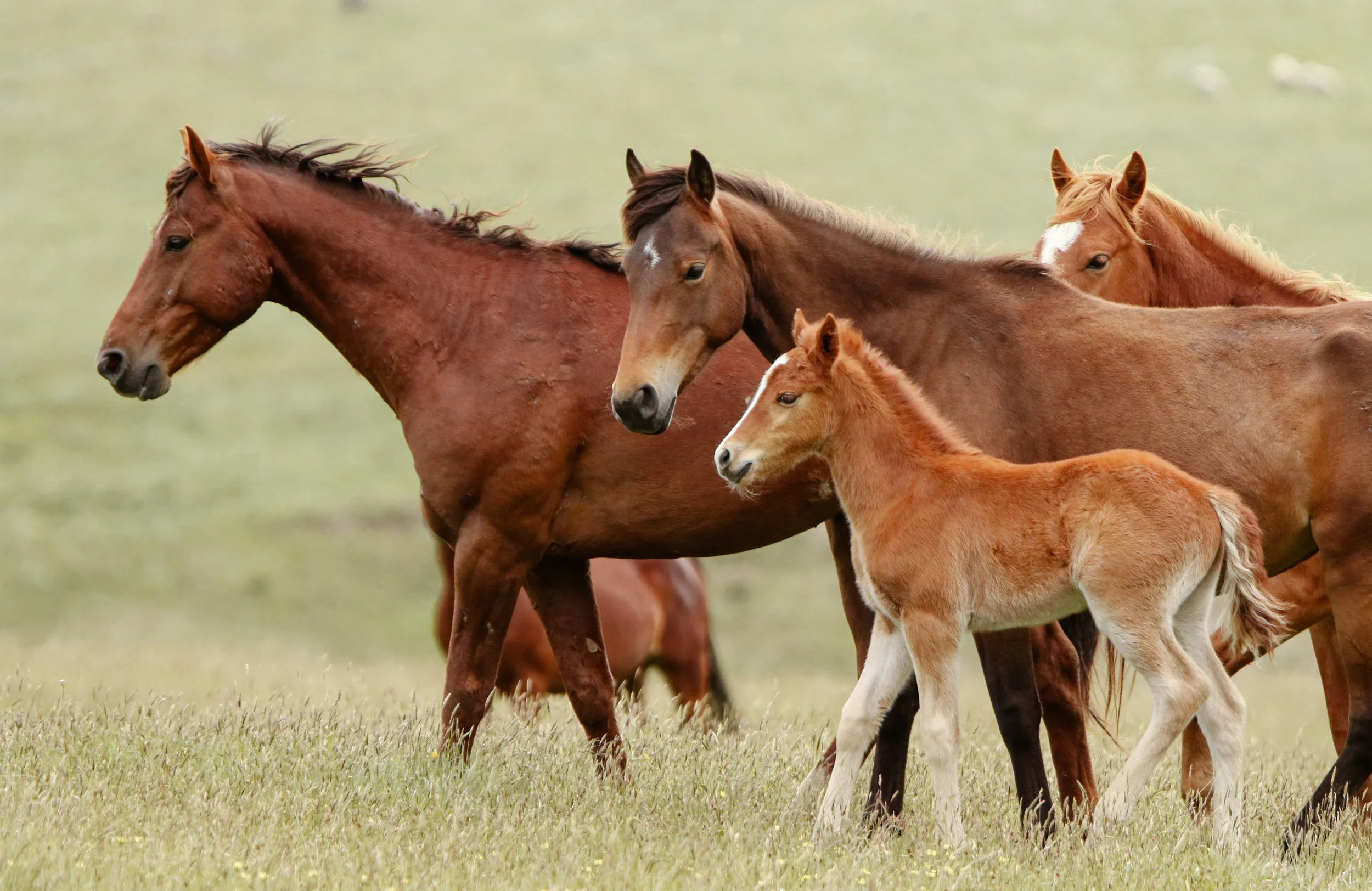 Argo Valley Kaimanawas 