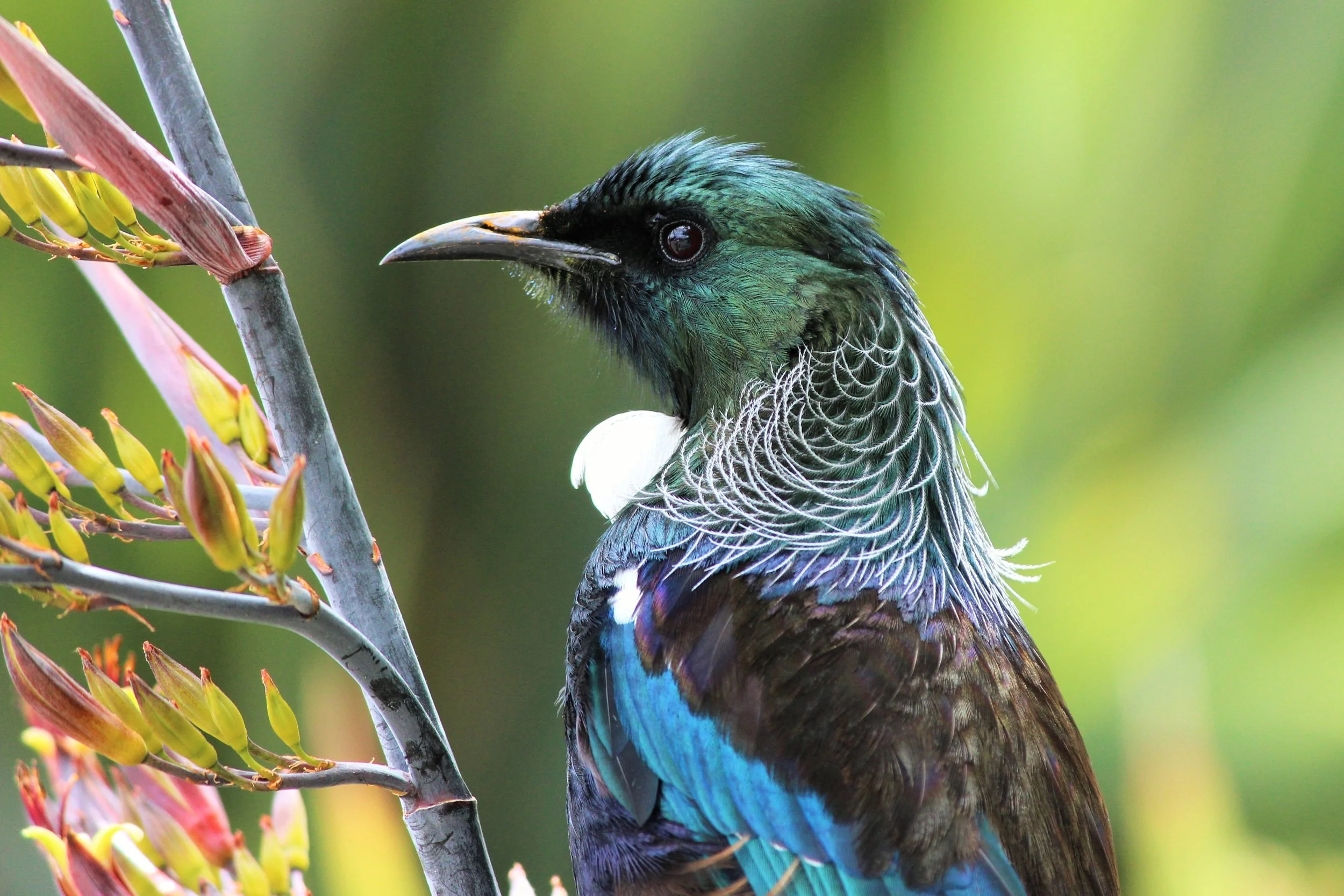 The Tui