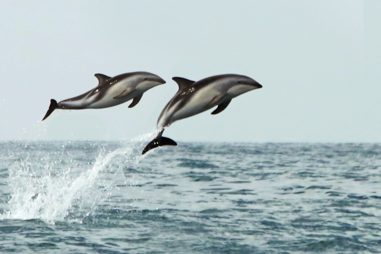 Dusky Dolphins