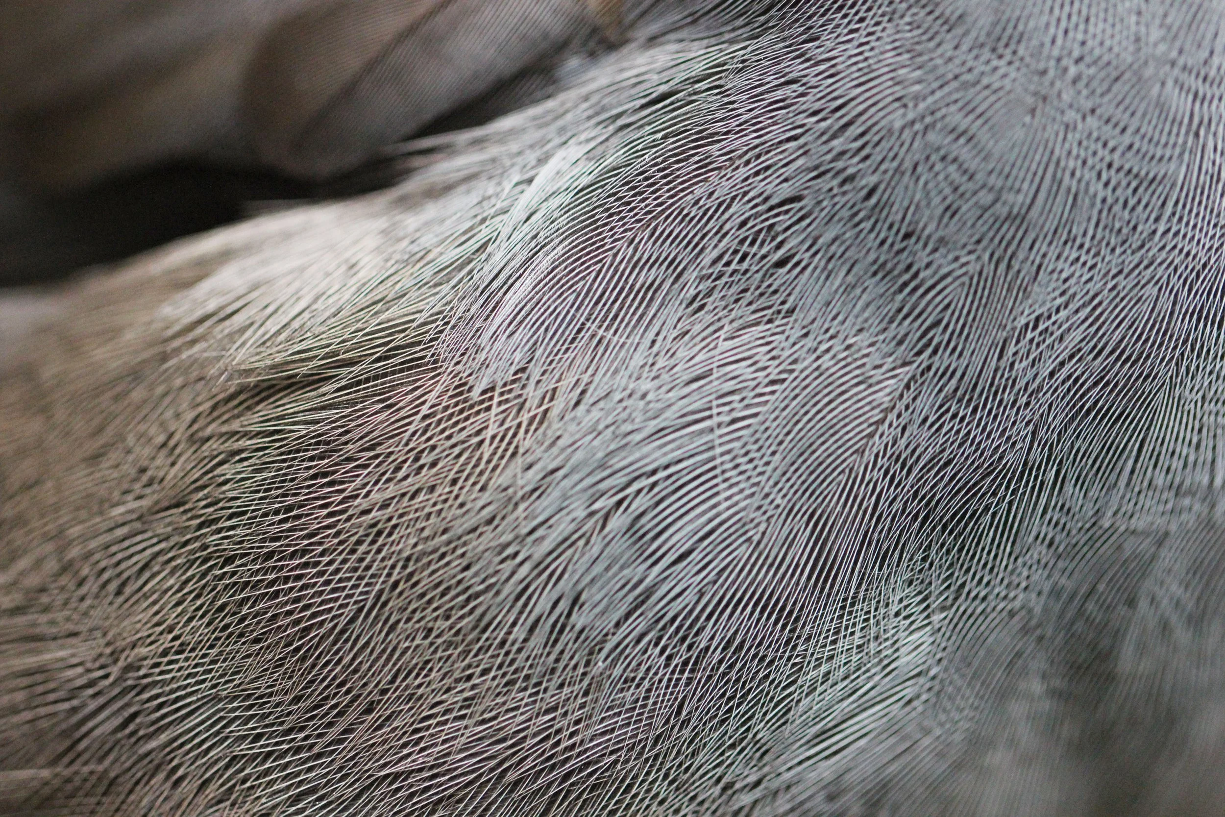 Kōkako | Blue Wattled Crow