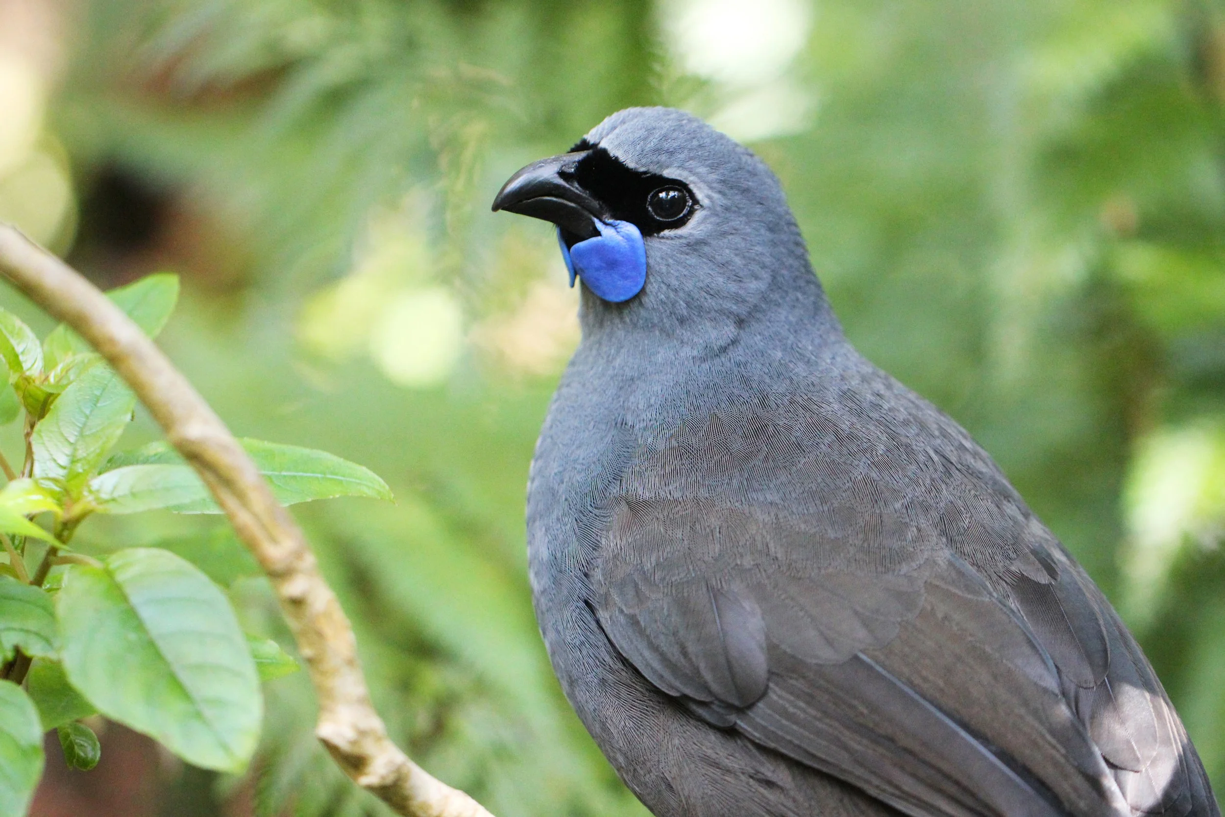 Kahurangi Kokako (Pukaha National Wildlife Centre)
