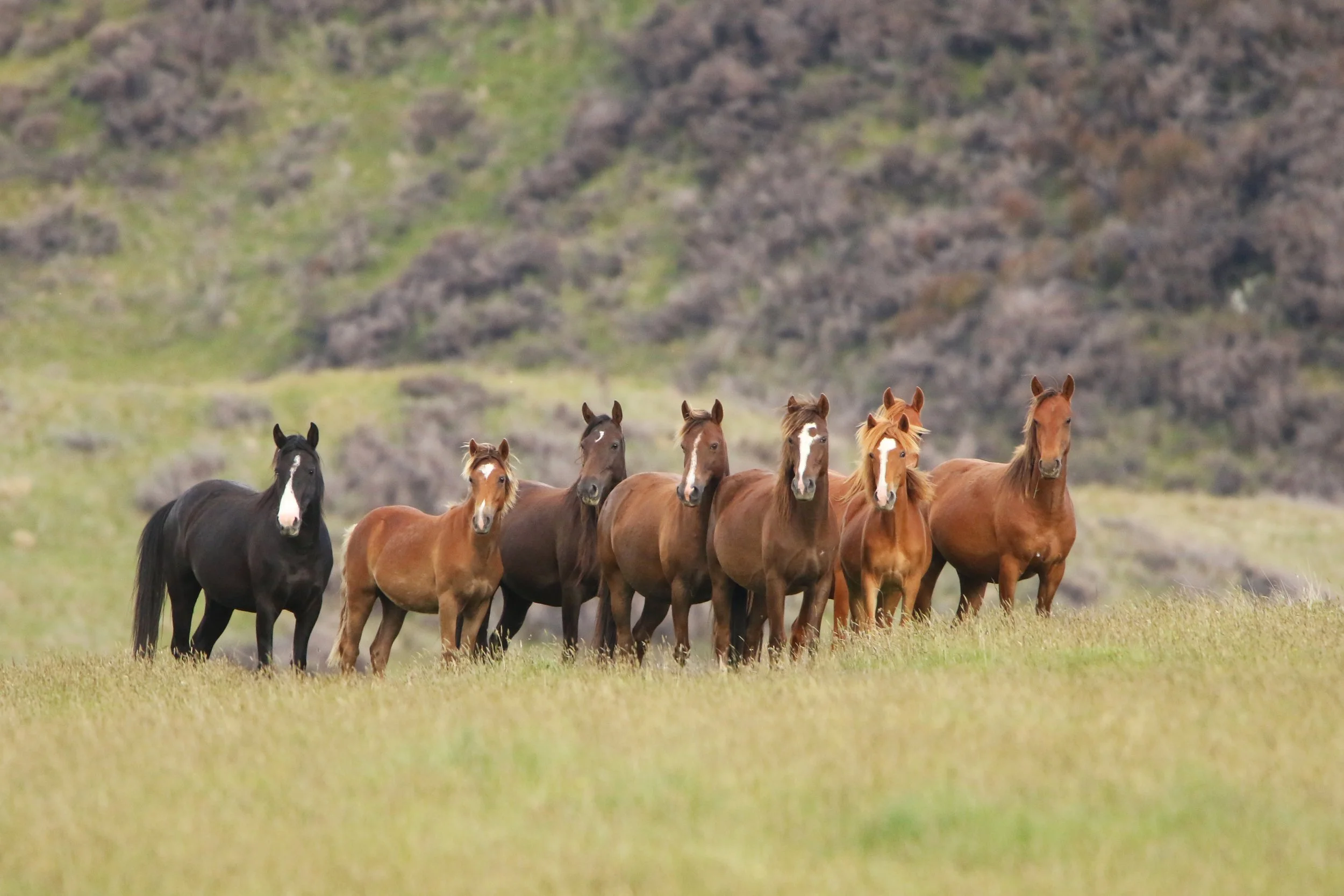 Argo Valley Kaimanawas