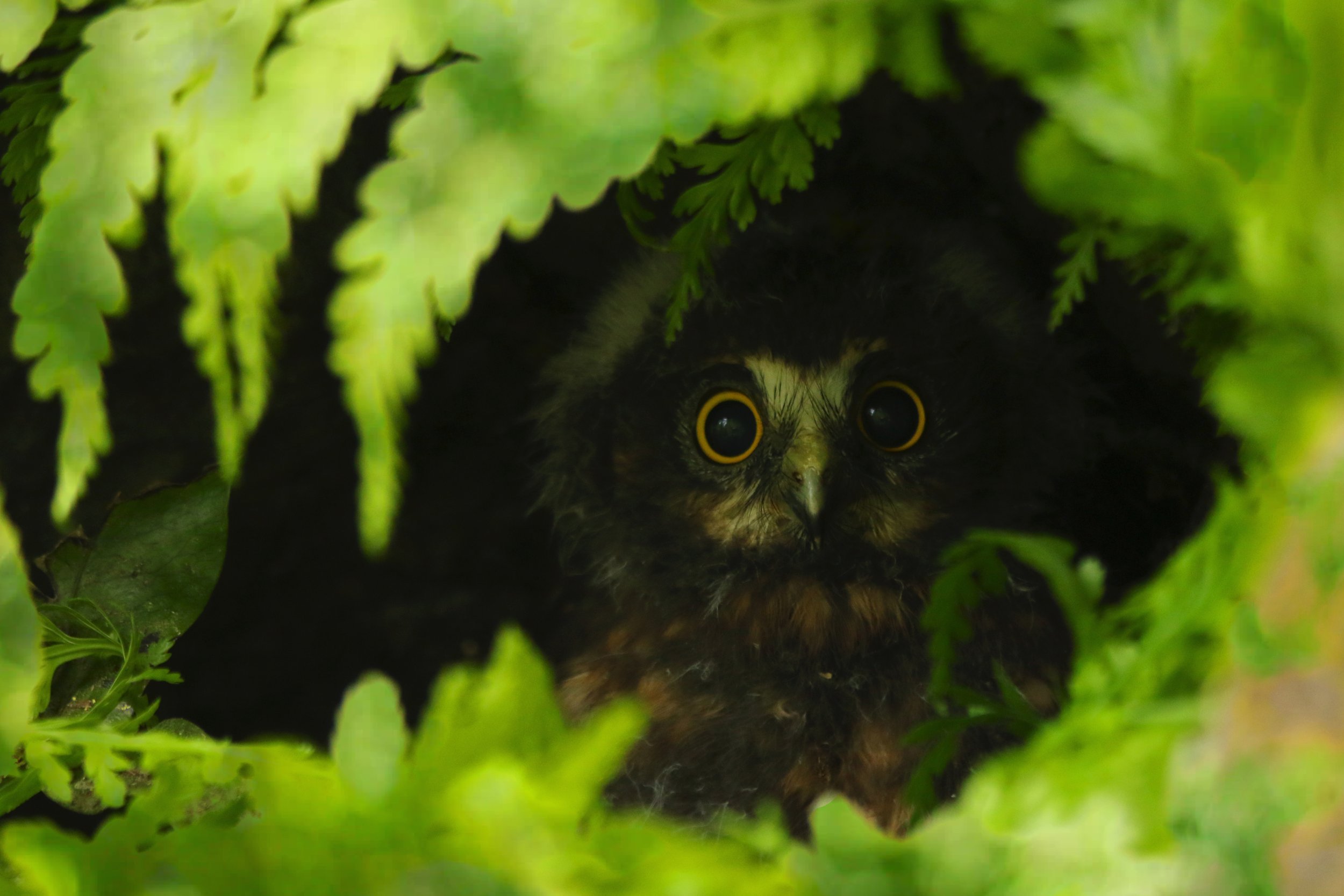 Fledgling Morepork
