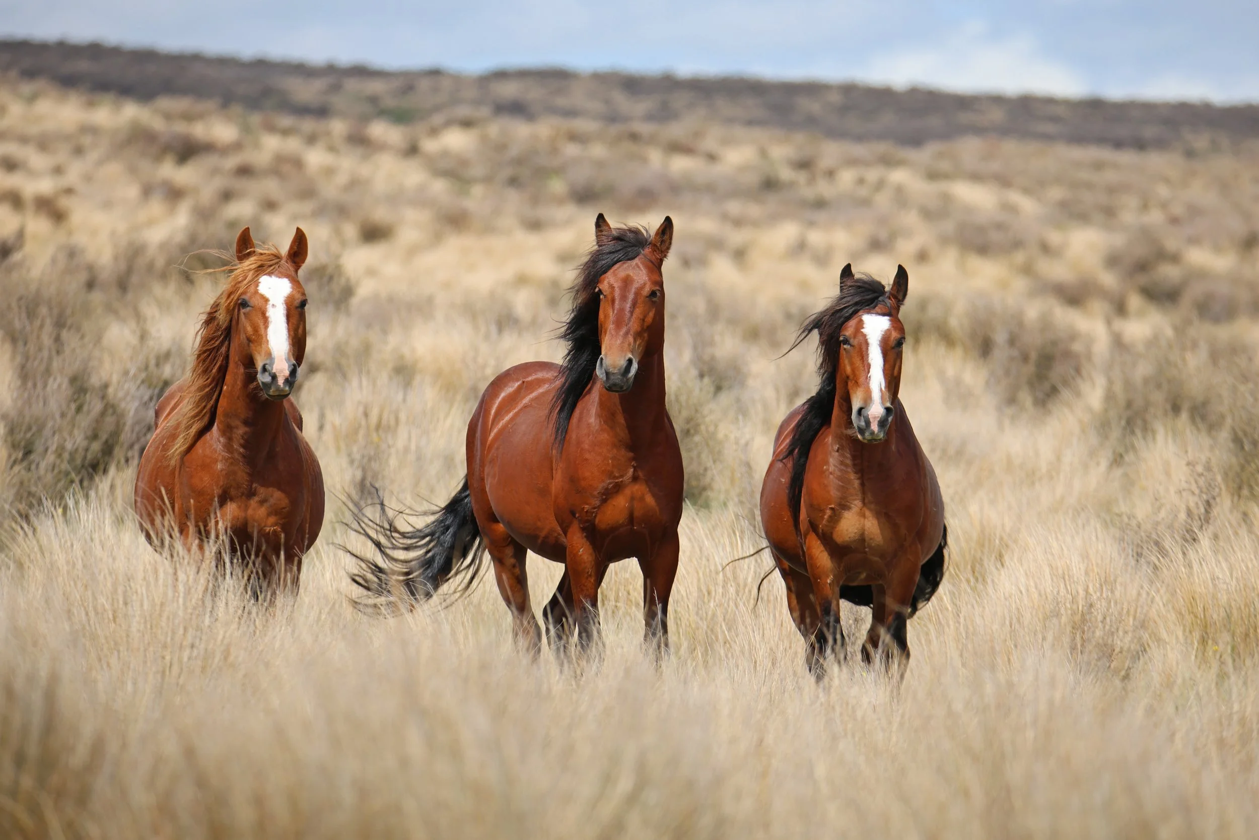 Kaimanawa Stallions - Hibbs, Legion & Thor