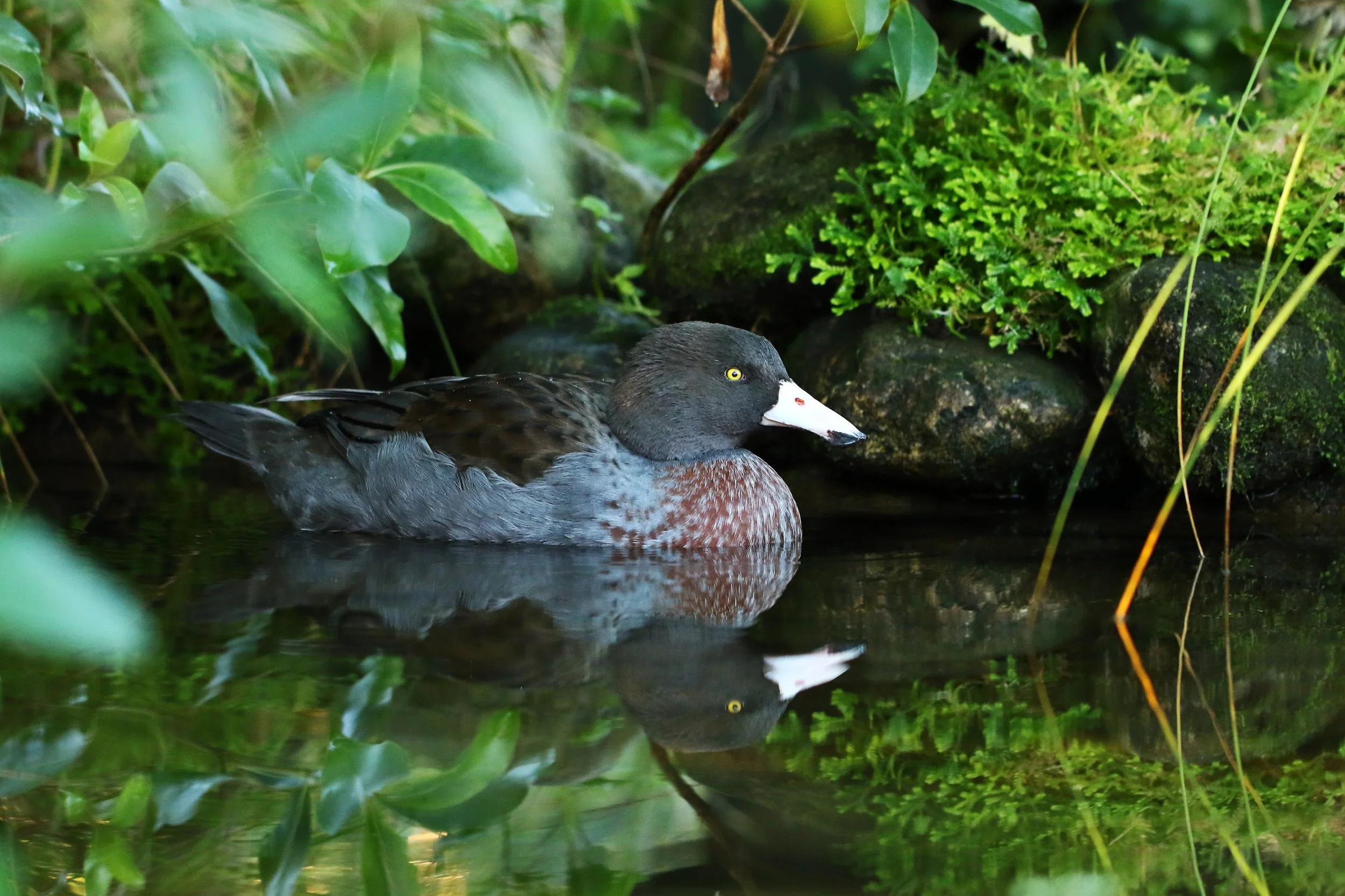 Jazzy Still Water.jpg