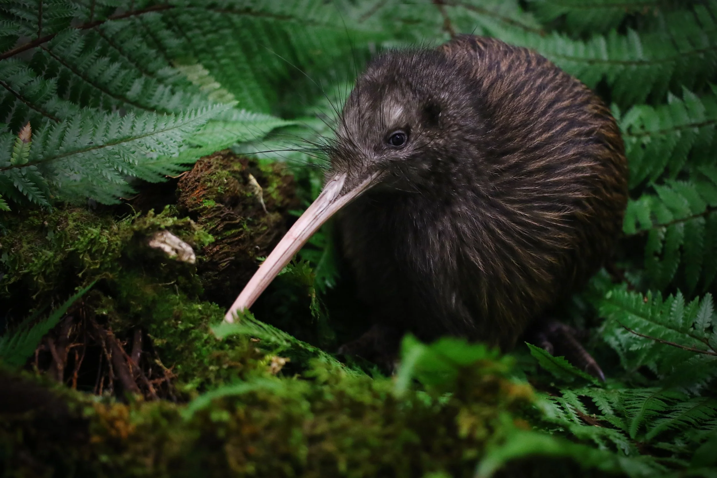 Maumahara (Datazone.Birdlife.org Profile Image North Island Brown Kiwi) (Highly Commended Asia Pacific Awards)