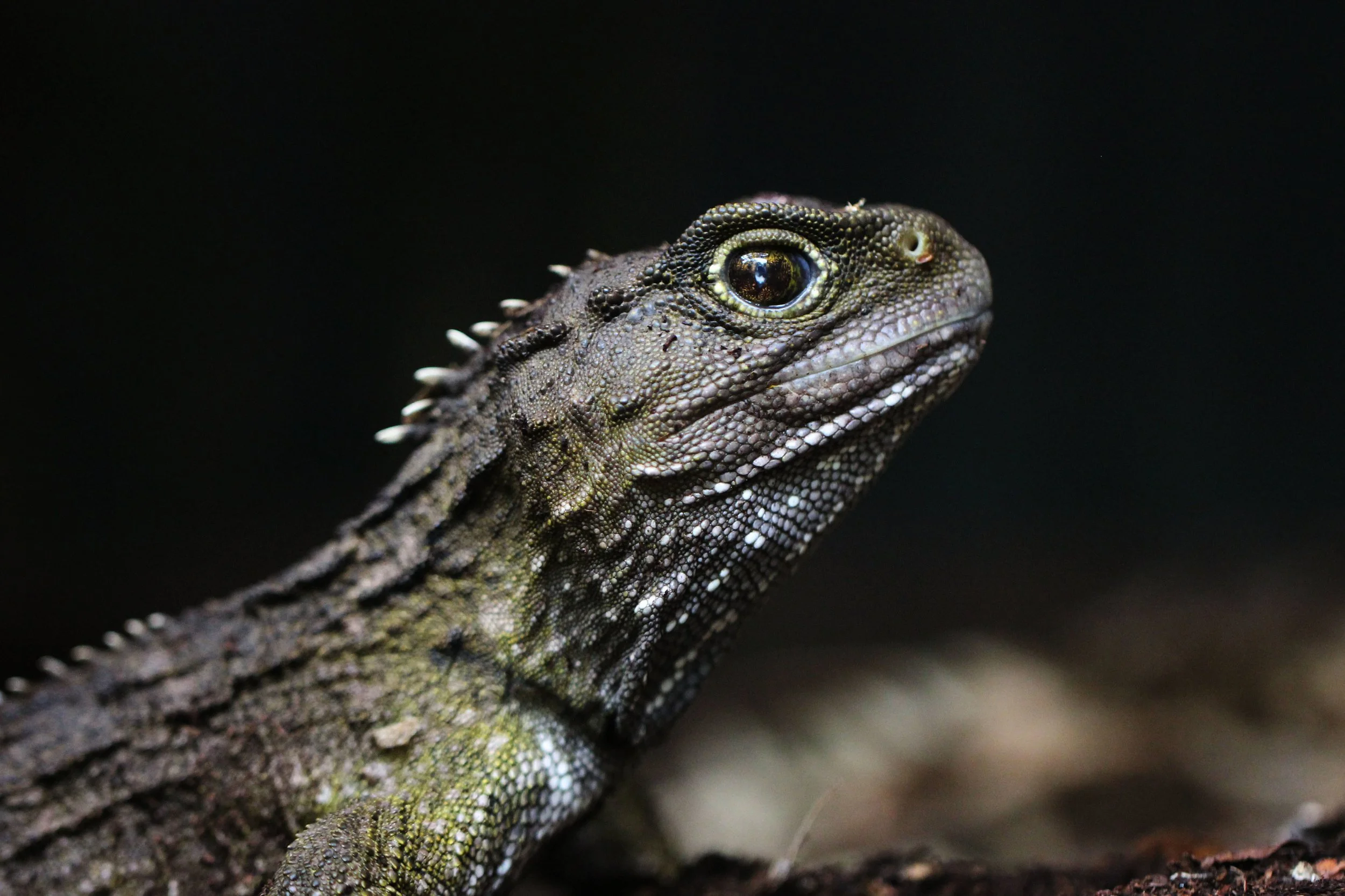 Tuatara