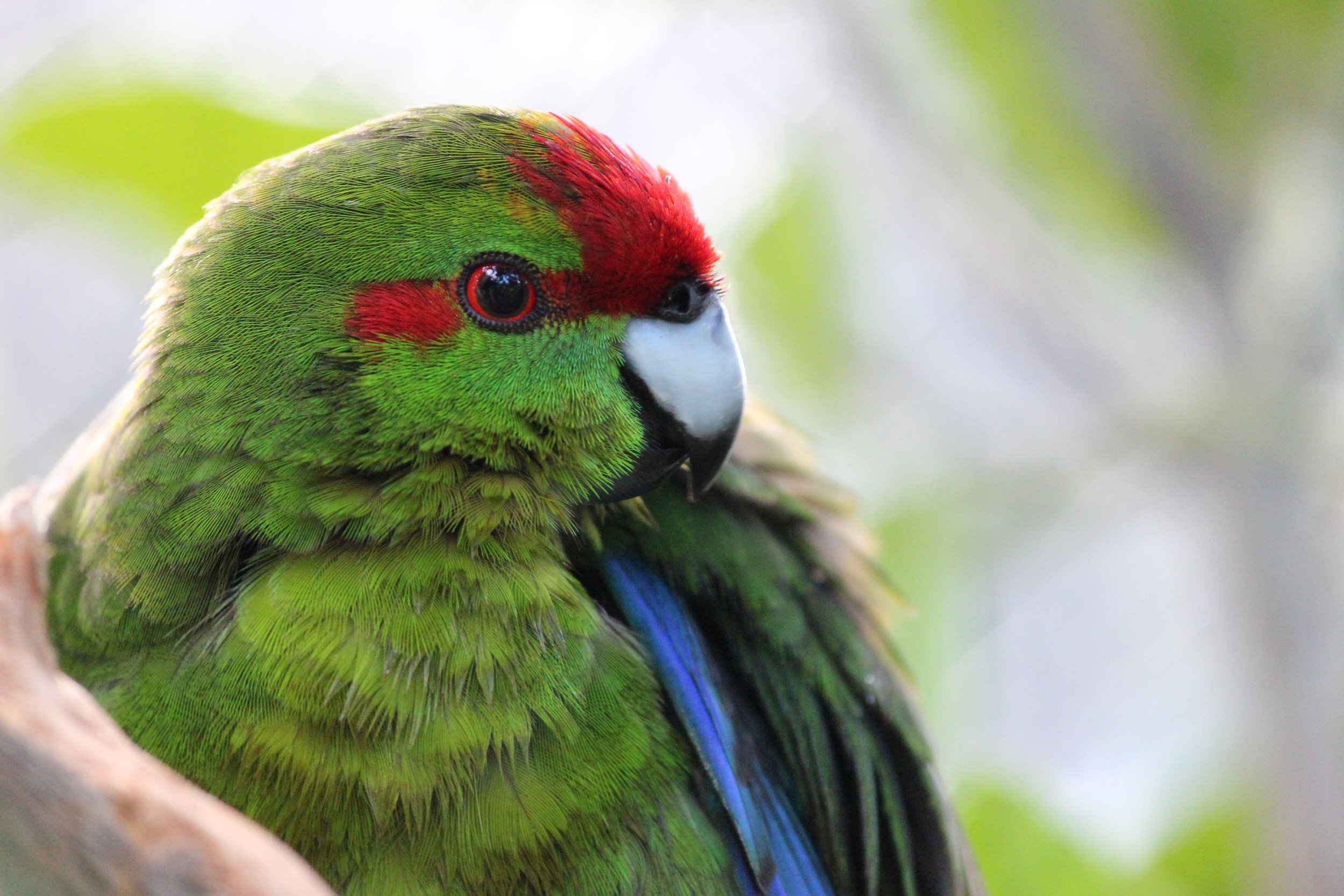 Red Crowned Kakariki - Highly Commended NZ Academy Fine Arts Nature Photography